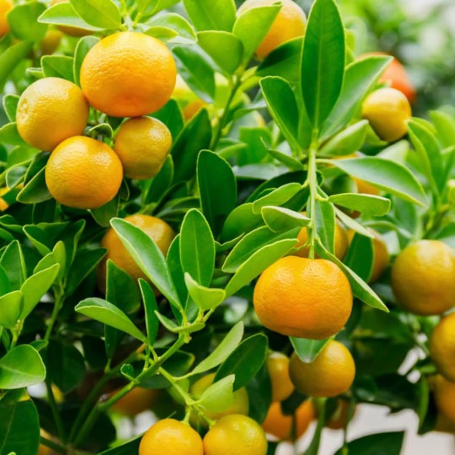 Live Calamansi Tree Plant, 3 Gallon Pot Bearing Fruit Plants, Calamondin Citrus Fruit Plant, Calamansi Kalamansi Tree for Home Patio Garden