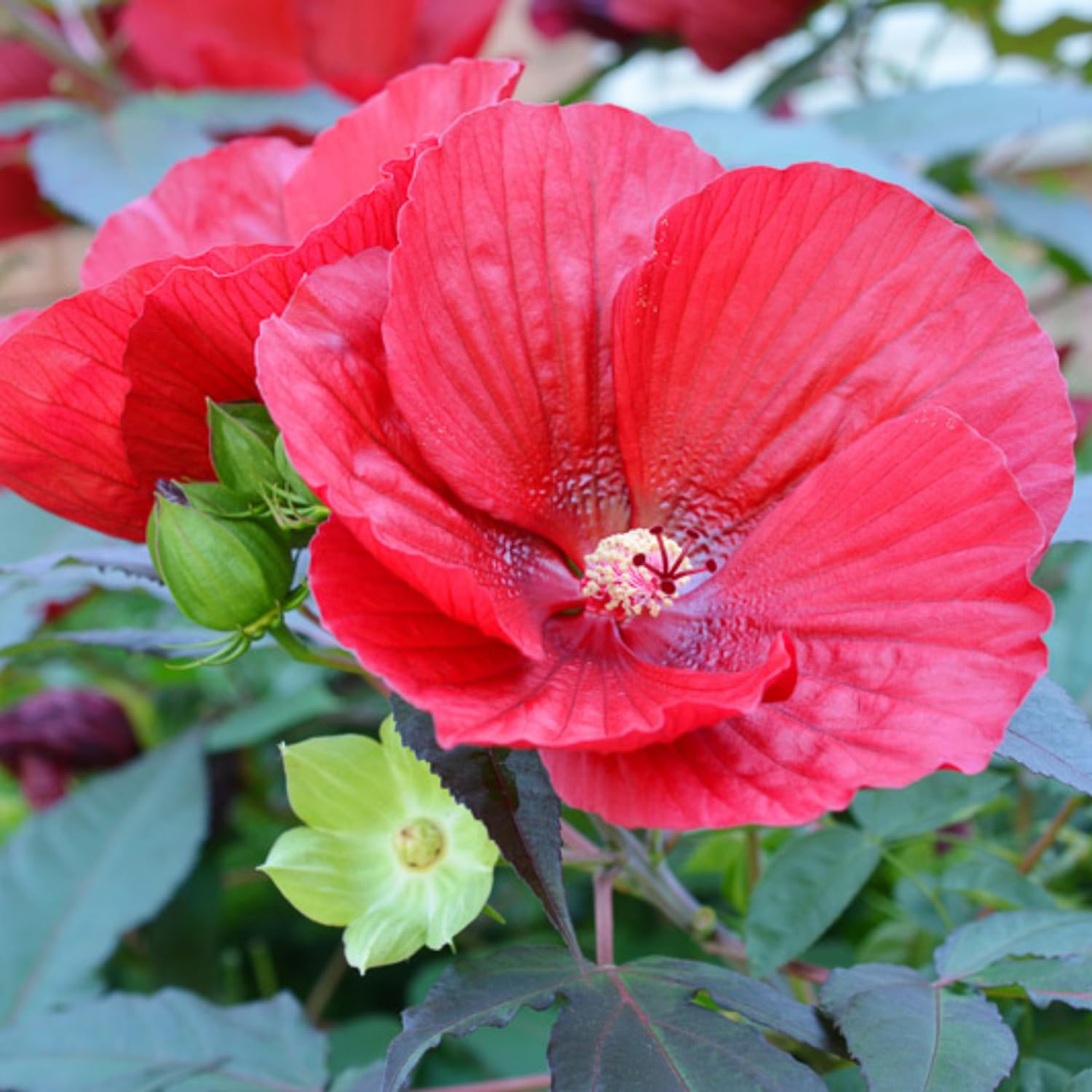 2 Hibiscus Trees Live Plants, 5-8” Tall Hardy Plants Live, Perennial Flowers (Red Hibiscus)