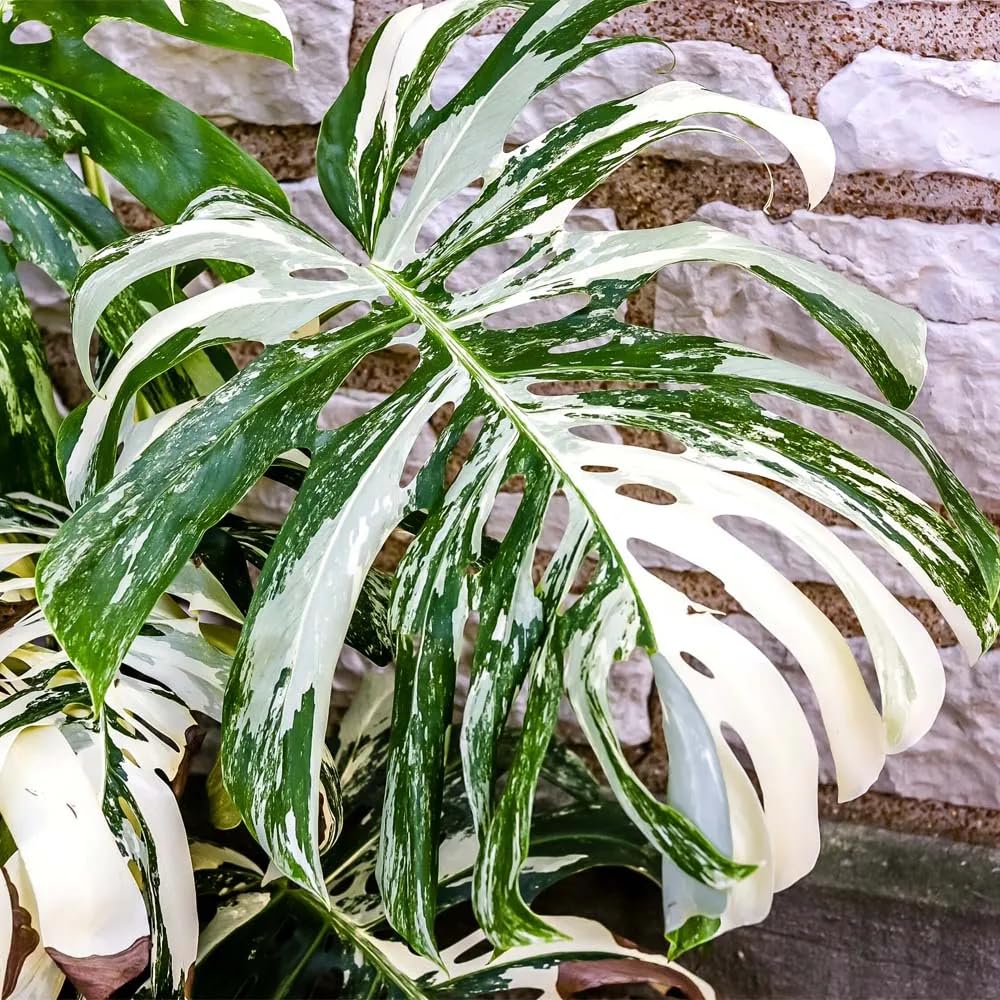 Variegated Monstera Live Plant, Rare Monstera House Plants Indoor, Well Rooted Starter Plant 4-7 Inches