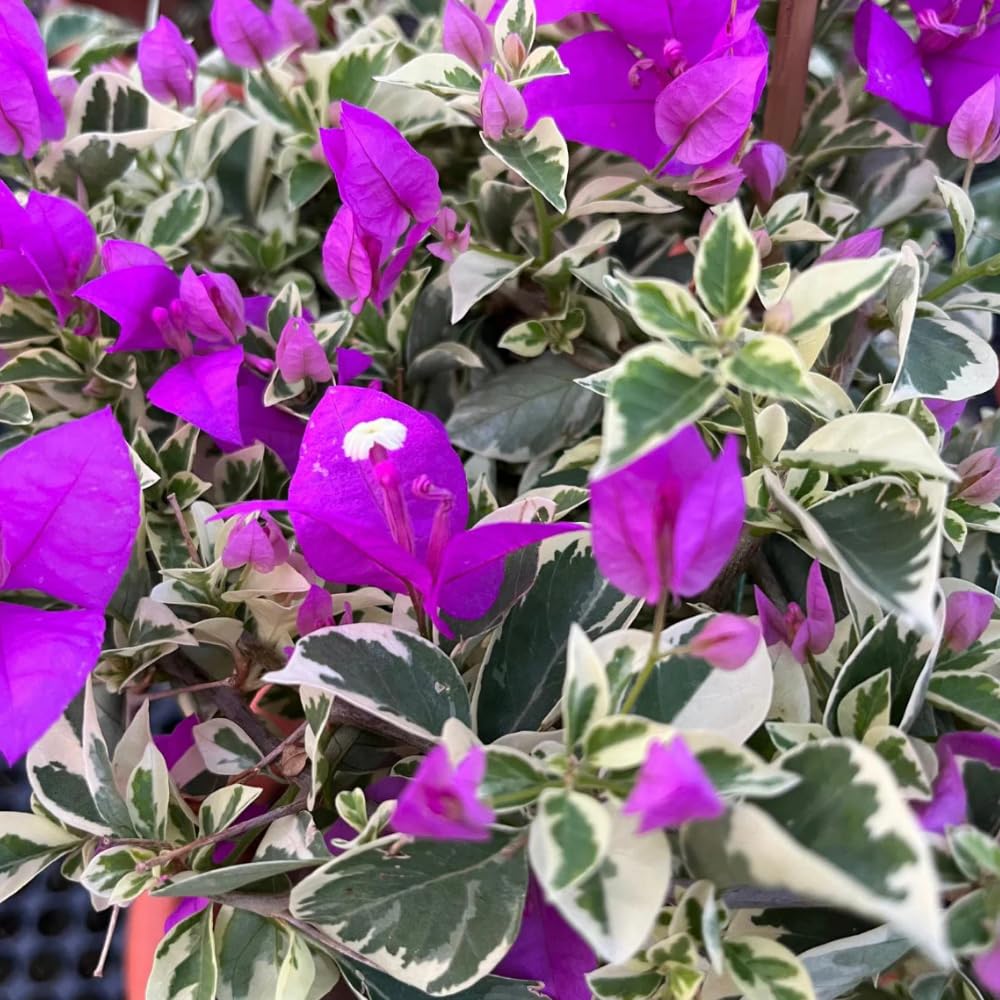 2 Blueberry Ice Bougainvillea Plants Live, Bougainvillea Plants for Planting Indoor Outdoor, 5 to 7 Inch