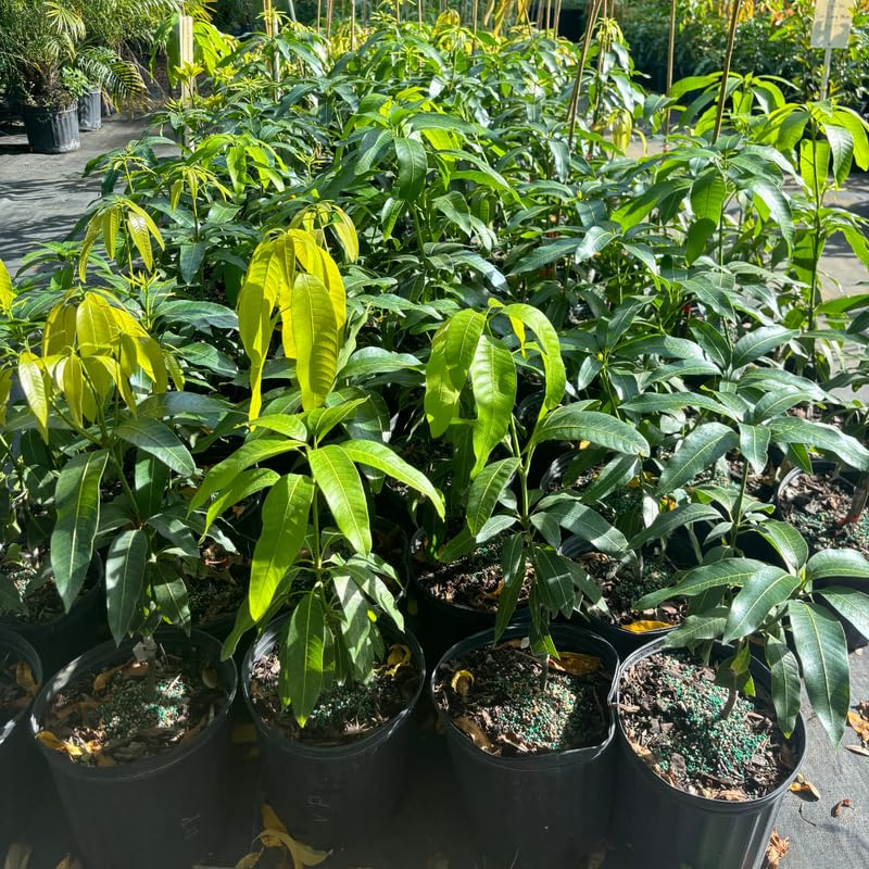 Mango Tree in 3 Gallon Pot, 2-3 Ft Tall Tropical Sweet Mango Fruit Live Plant, Perennial, No Ship to CA
