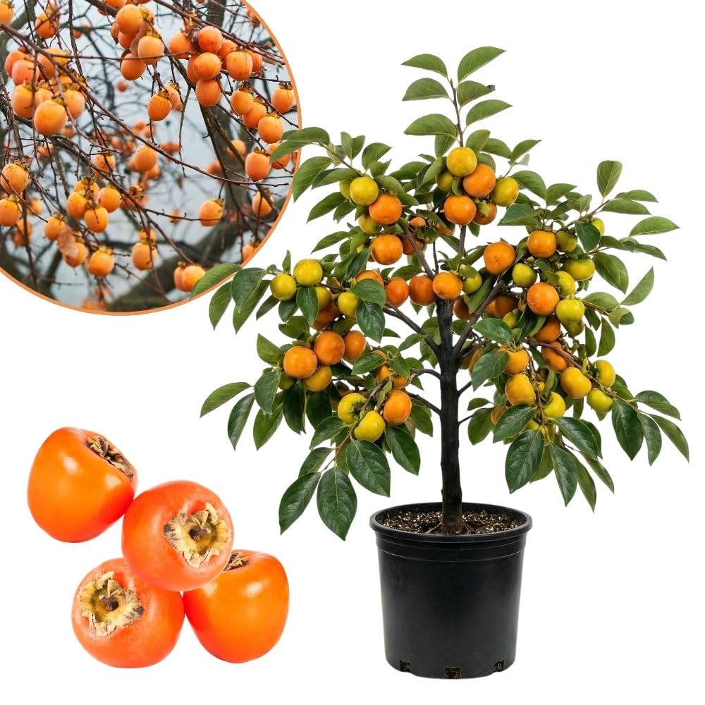 Live Persimmon Fruit Plant 3 to 4ft Tall, Sweet Persimmon Tree in 3 Gallon Pot for Garden No Ship to CA