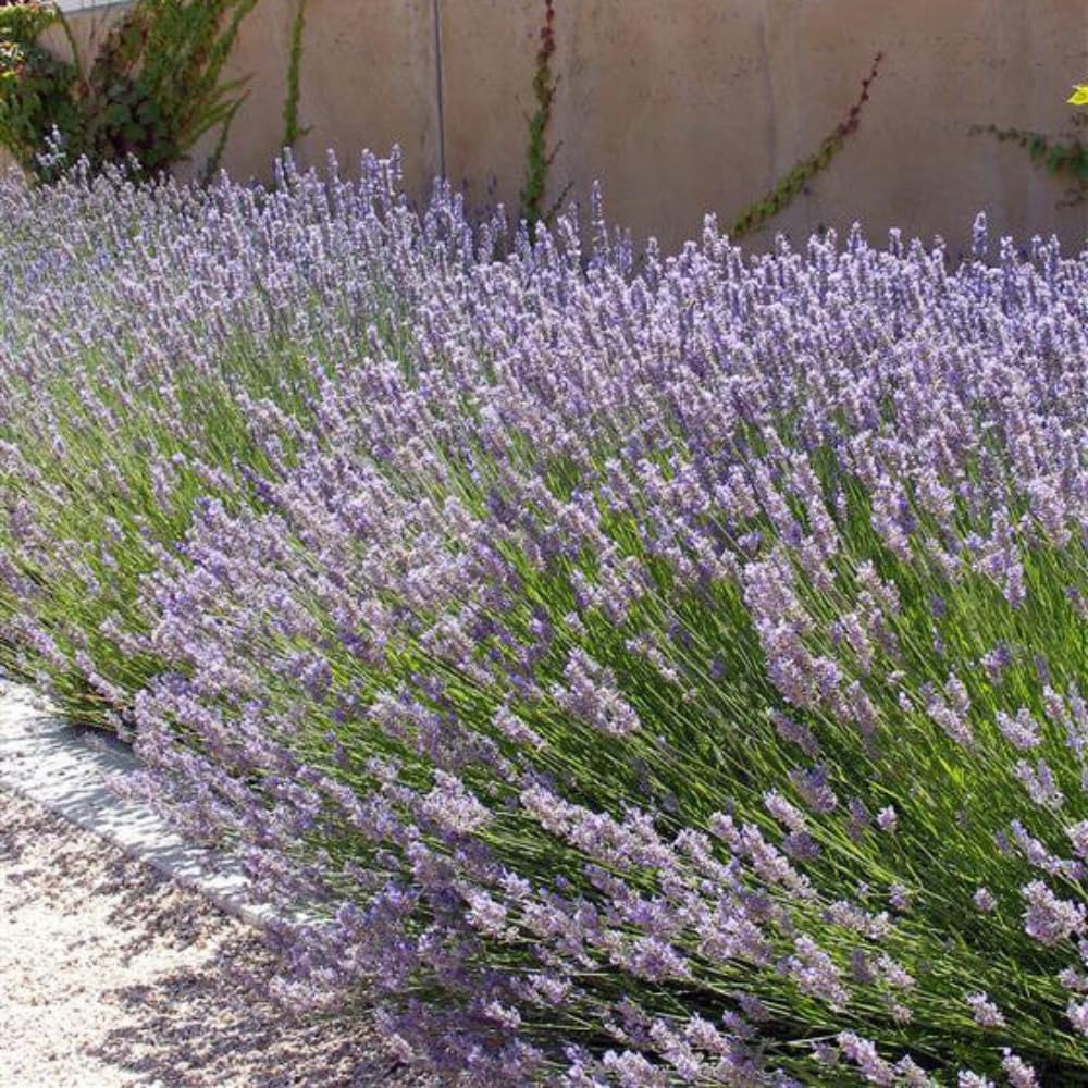 2 Lavender Plants, Live Lavender Flower Plant 2 to 4 Inch, Fragrant Shrub Indoor Outdoor Planting (Provence)