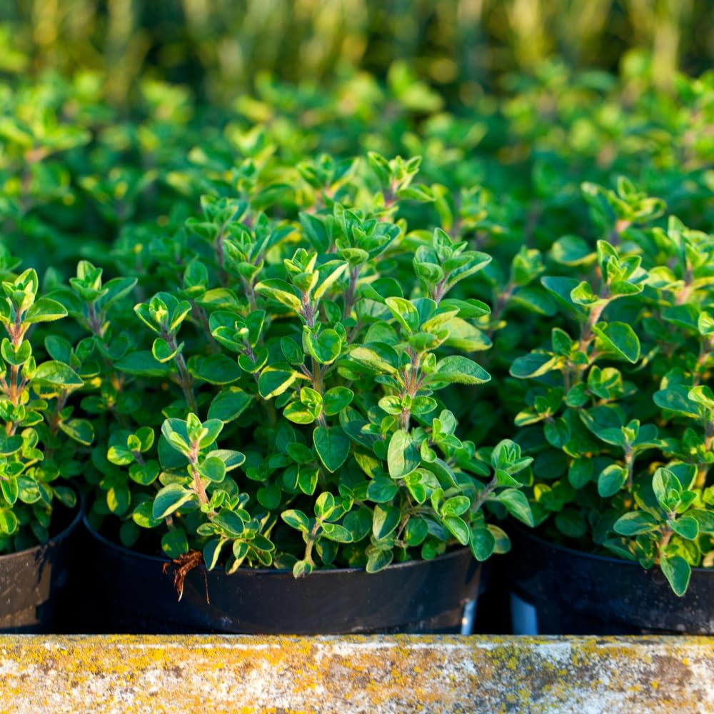 Pack 2 Oregano Plants, Oregano Plant Well Rooted, Herb for Growing 3-5 Inch Tall