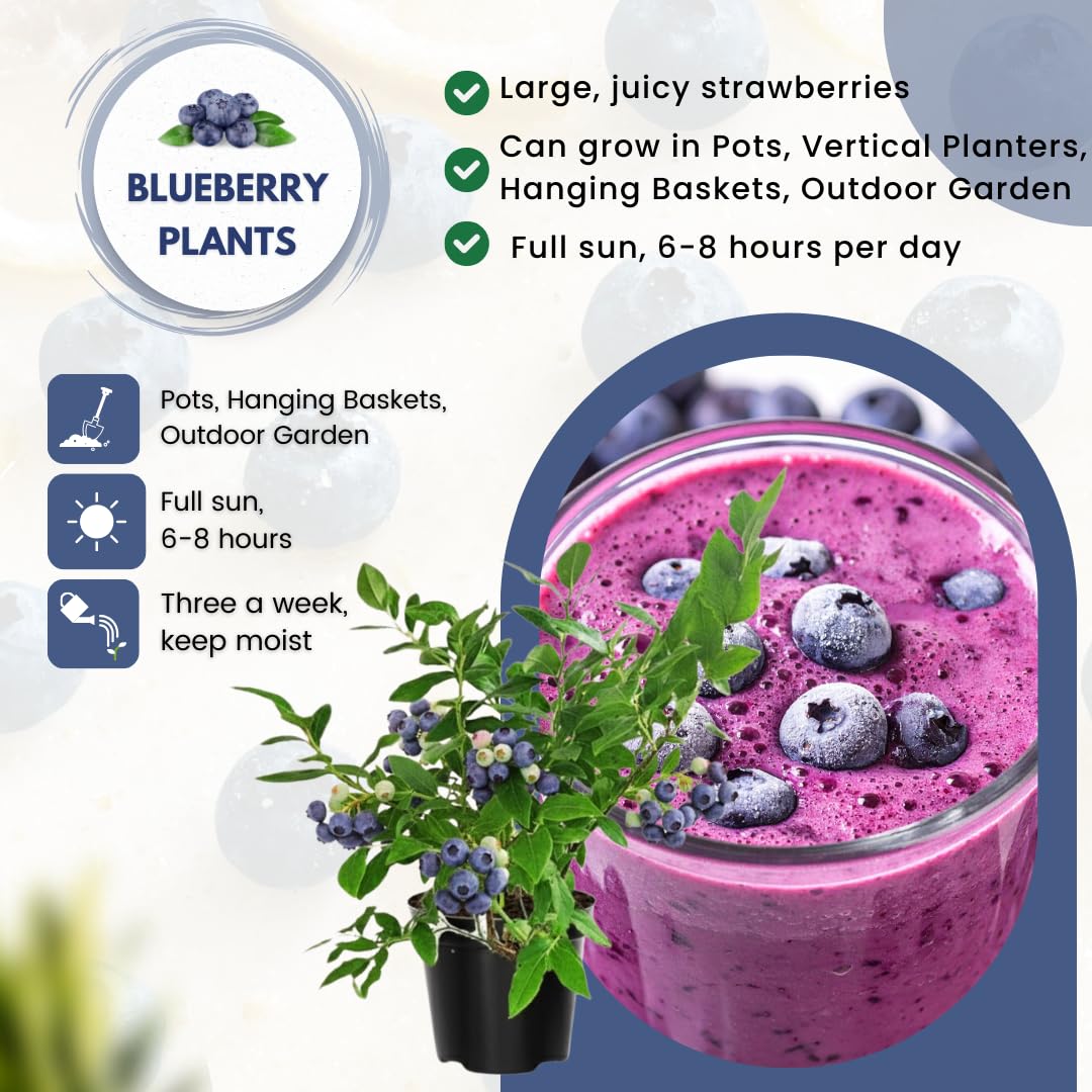 Fruit-Bearing Prince Blueberry Bush Tree Live Plant, 2 Years Old 1-2 Feet Tall in 1 Gallon Pot, Blueberries Plants, High Yielding, Ready to Harvest, No CA