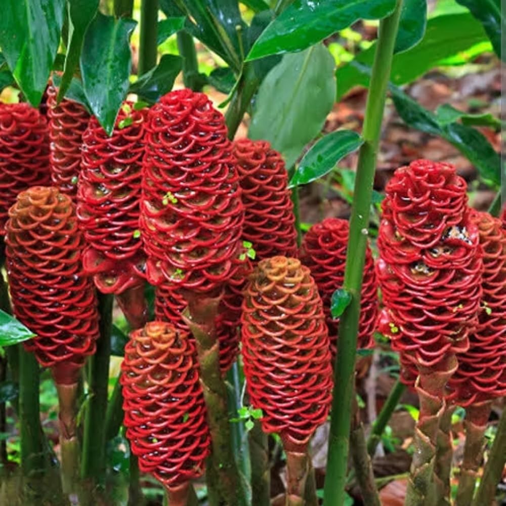 8 Awapuhi Shampoo Ginger Roots for Planting, Ginger Rhizomes Zingiber Zerumbet, Hawaiian Ginger Lily Plants for Perennial Growing