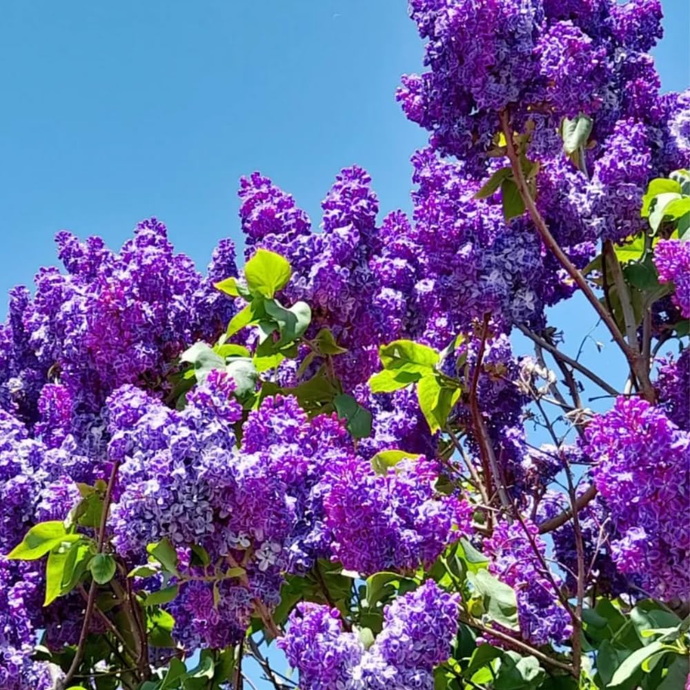 Purple Lilac Live Plant, Fragrant Lavender Lilac Shrub Bare Root, Hardy Flowering Bush for Outdoor Planting