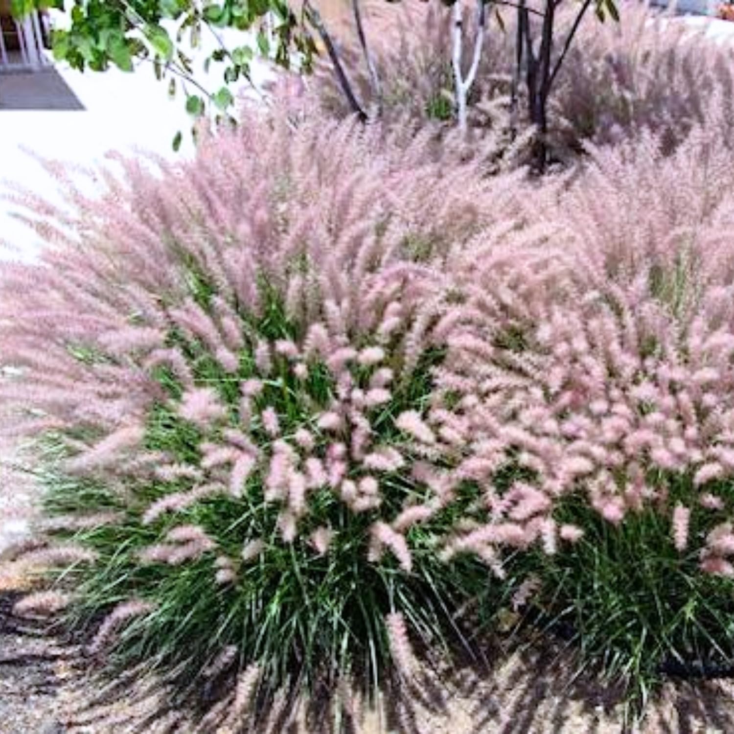 2 Fountain Grass Plants Live, Tall Ornamental Perennial Grass for Landscaping, 5-9 Inch Height Well Rooted to Grow (Pink Rose Fountain Grass)