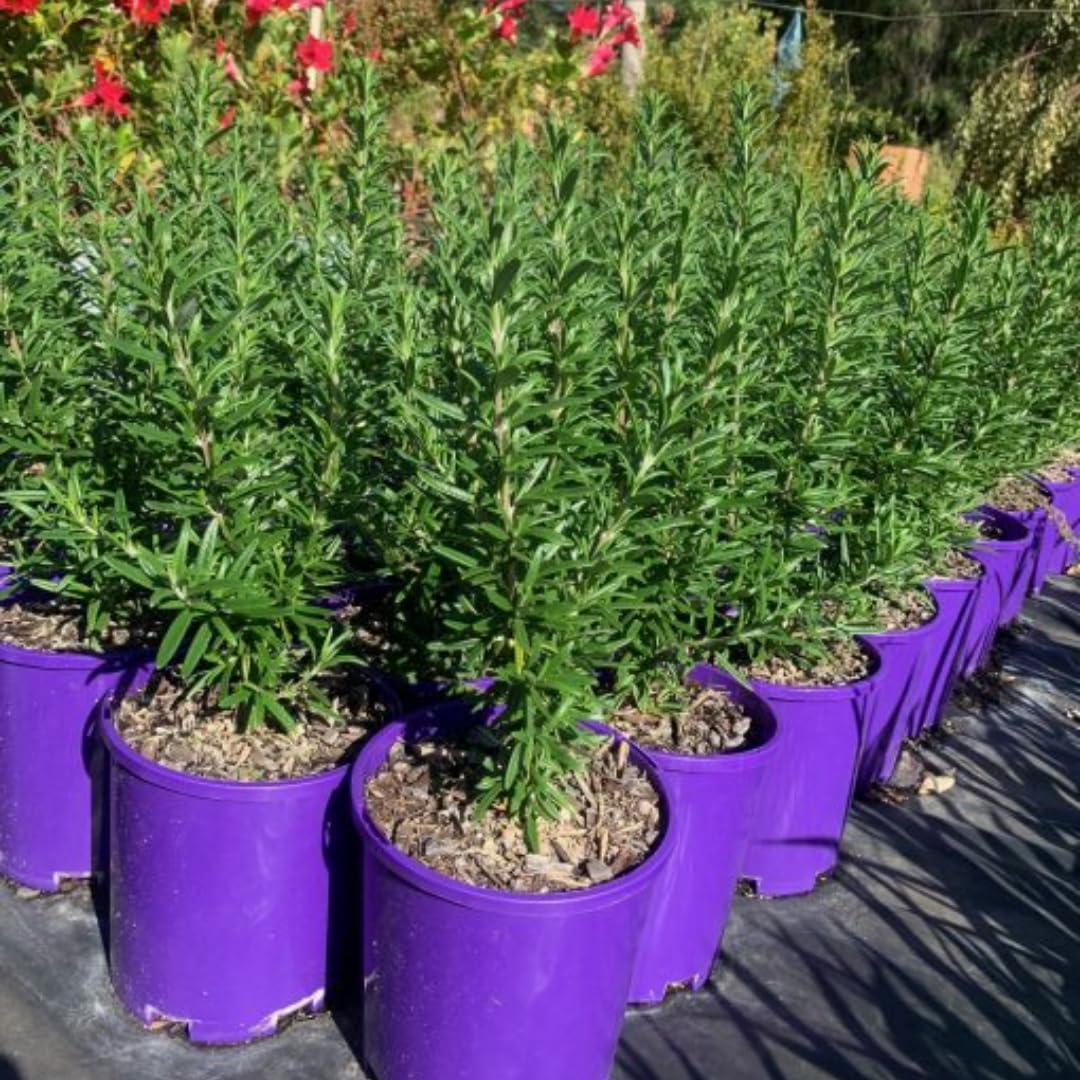 3 Upright Rosemary Plants Live for Indoor Outdoor Planting, Cold Hardy, 4-6" in Tall, Culinary and Ornamental, Fast-Growing