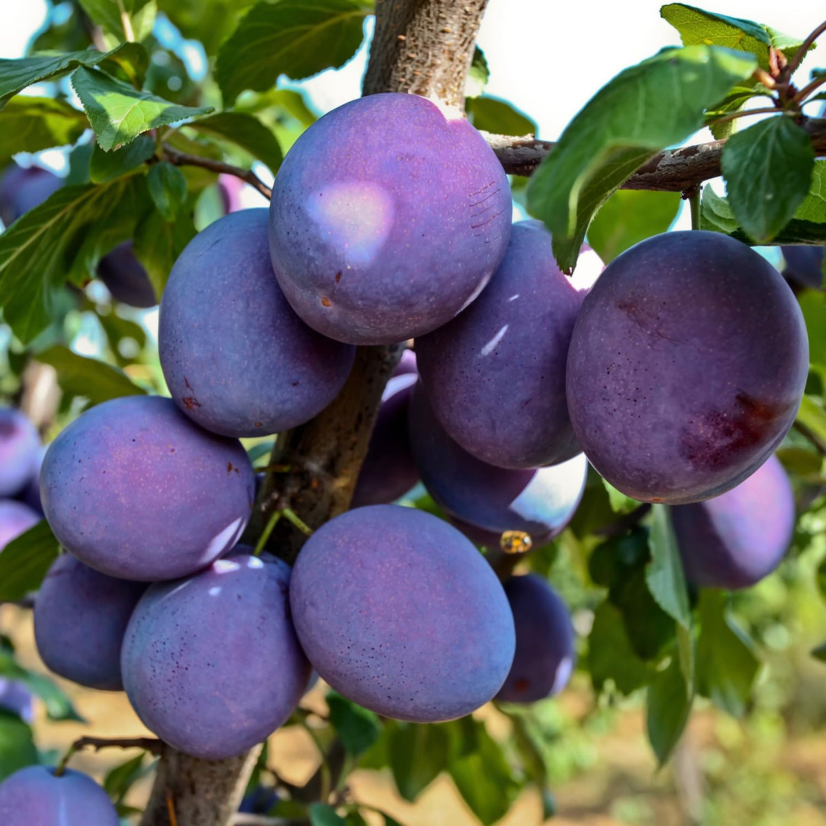 Sweet Plum Tree Plant Live, Hardy Purple Plum Fruit Trees, 3-4 Ft Tall, Easy Grow Backyard Orchard