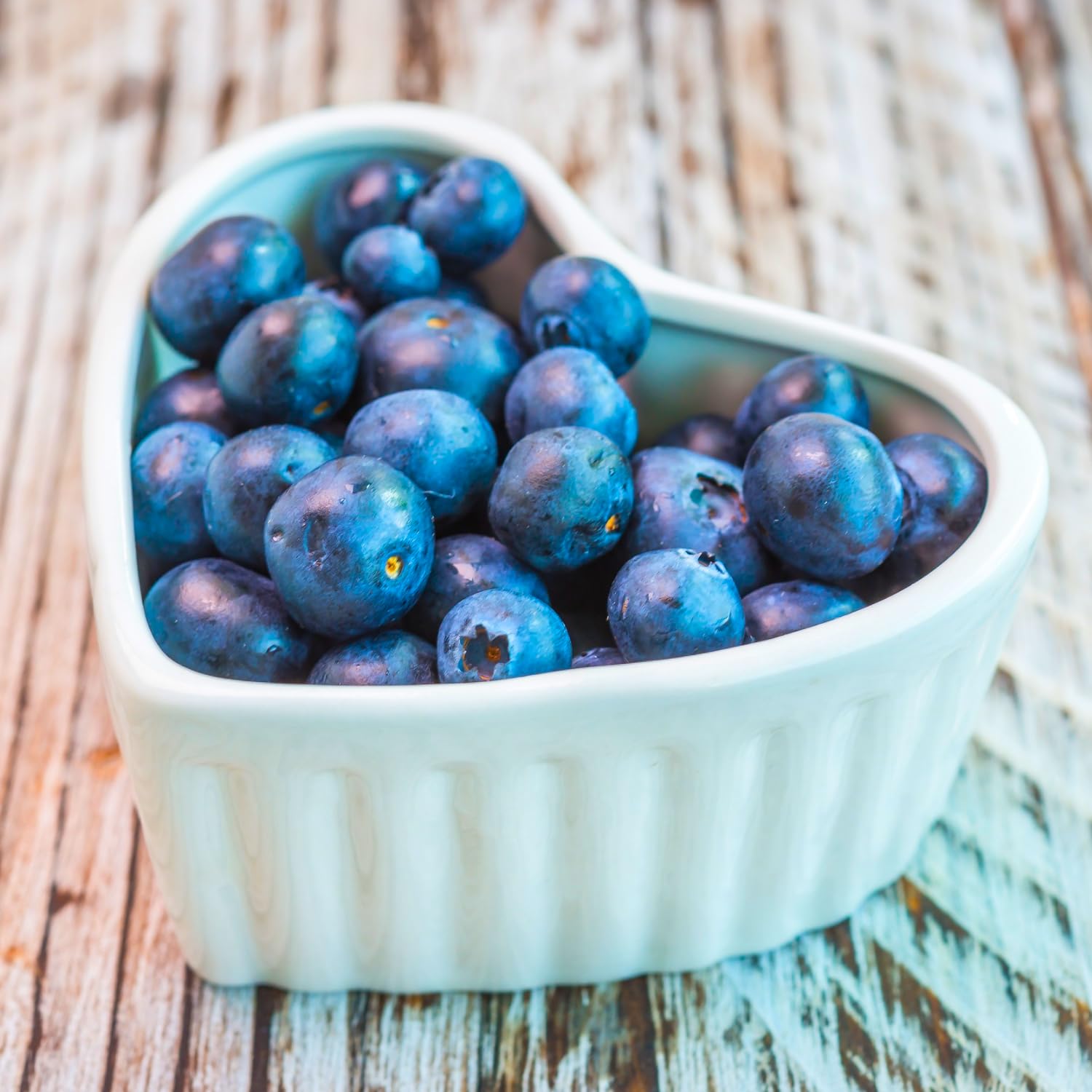 Blueberry Plants Live for Planting, Blueberry Bushes Live Plant, Blueberries Fruits Trees Shrubs to Grow Indoor Outdoor Garden