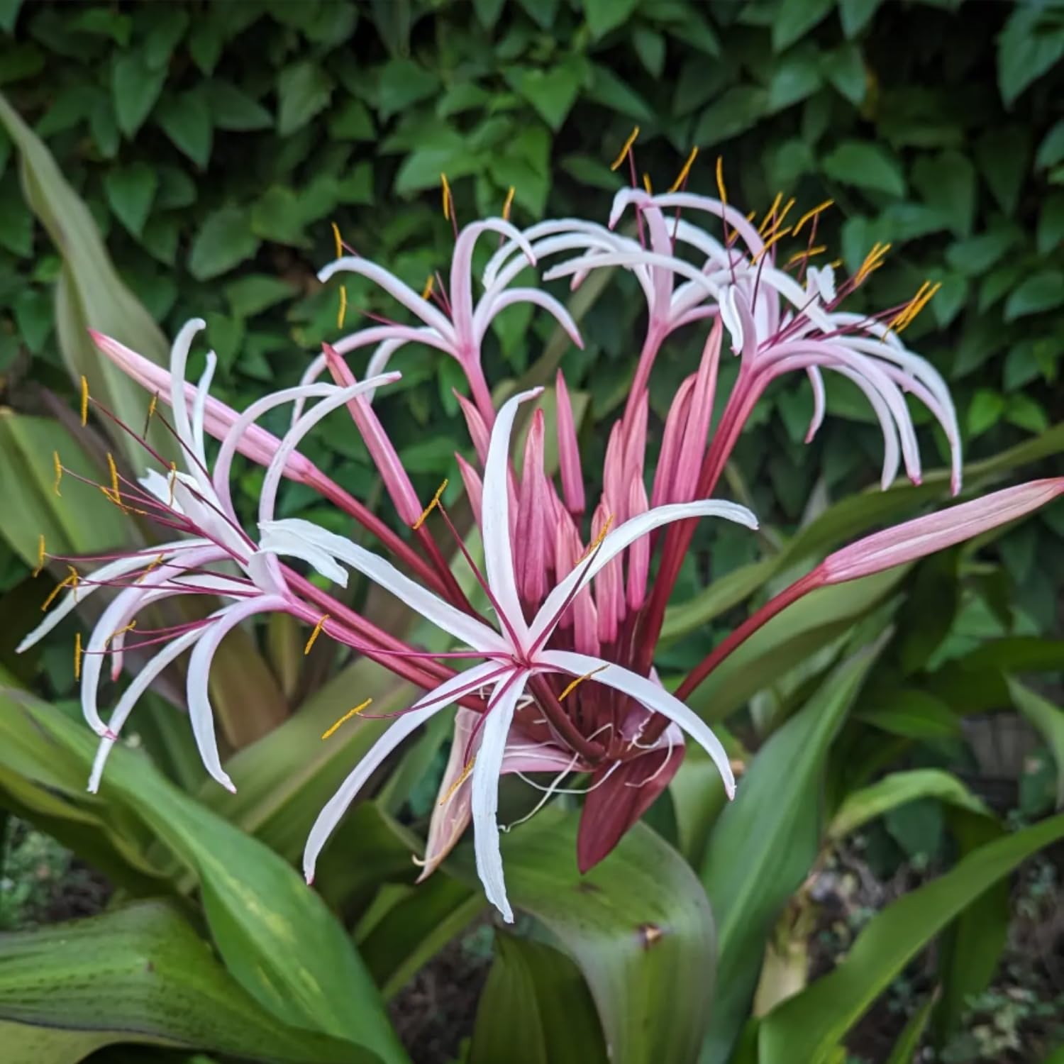 Queen Lily Live Plant, Fragrant White Pink Blooms, 2 to 2.5 Feet Tall, Outdoor Garden Planting