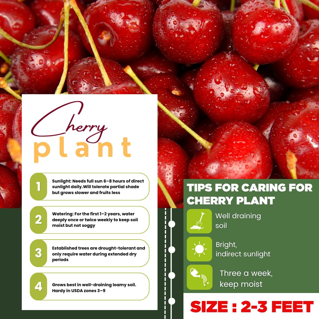 Cherry Trees Live Plants, Cold Hardy and Sweet Cherry Tree in 3 Gallon Pot, 2 to 3 Feet Tall, Cherries Fruit Plant for Outdoor Garden, No Ship to CA (Bright Red)