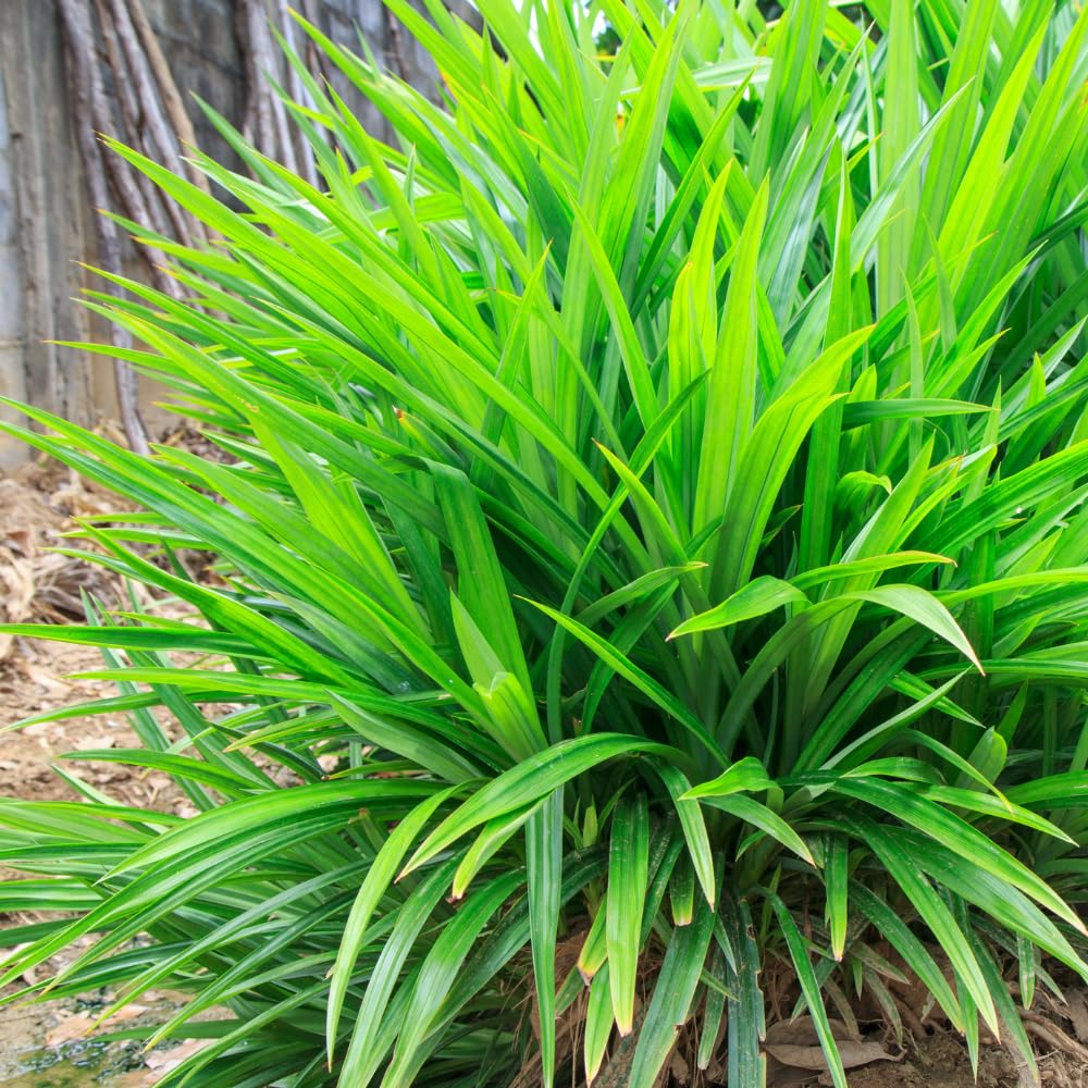 Pandan Plant Live, 4 to 6 Inches Tall, Pandanus Amaryllifolius Plant Indoor Outdoor Gardening, Fall Spring Planting