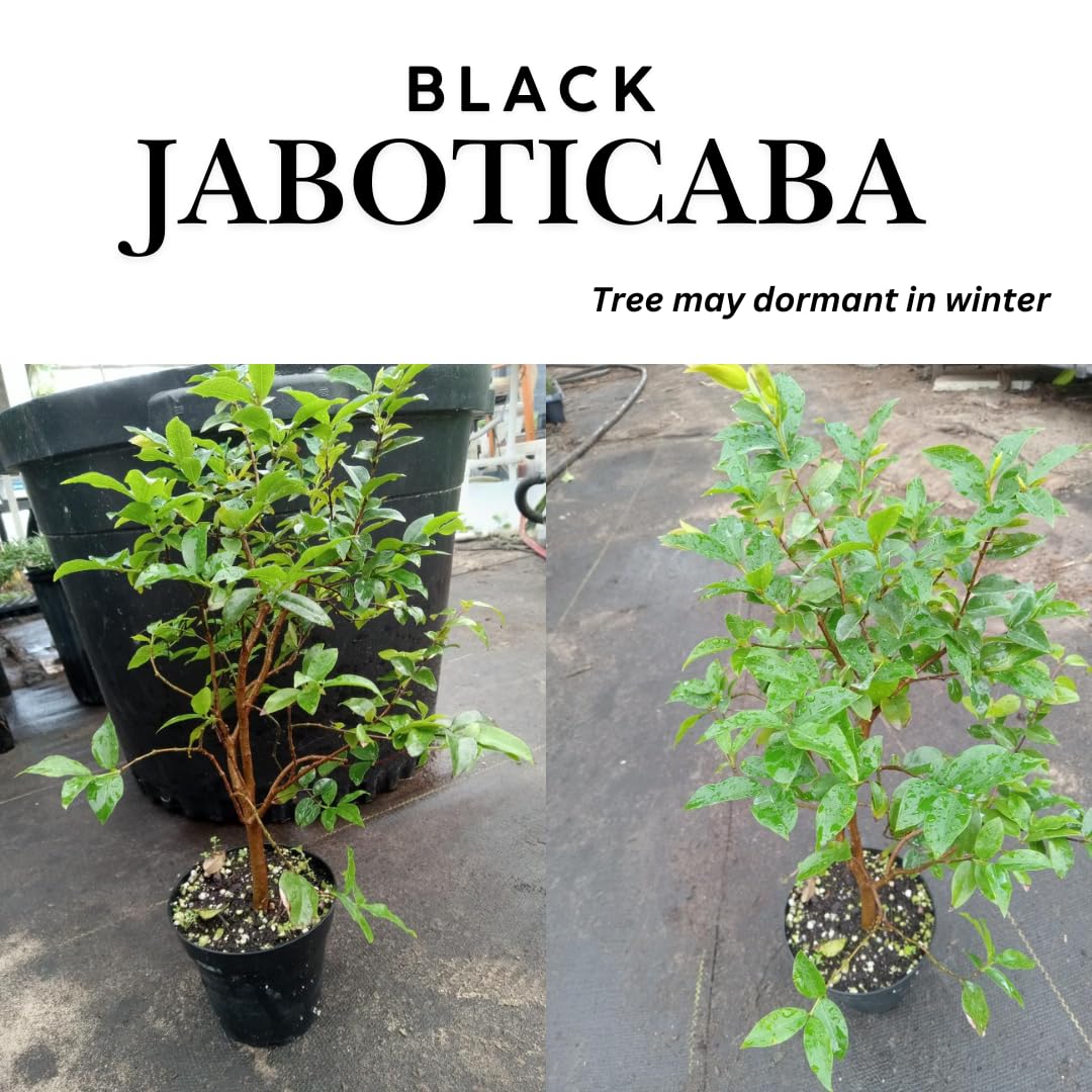 10-12" Jabuticaba Tree Live Plant, Jaboticaba Brazilian Grape Trees Seedling, No Pot, 1 Year Old Plants