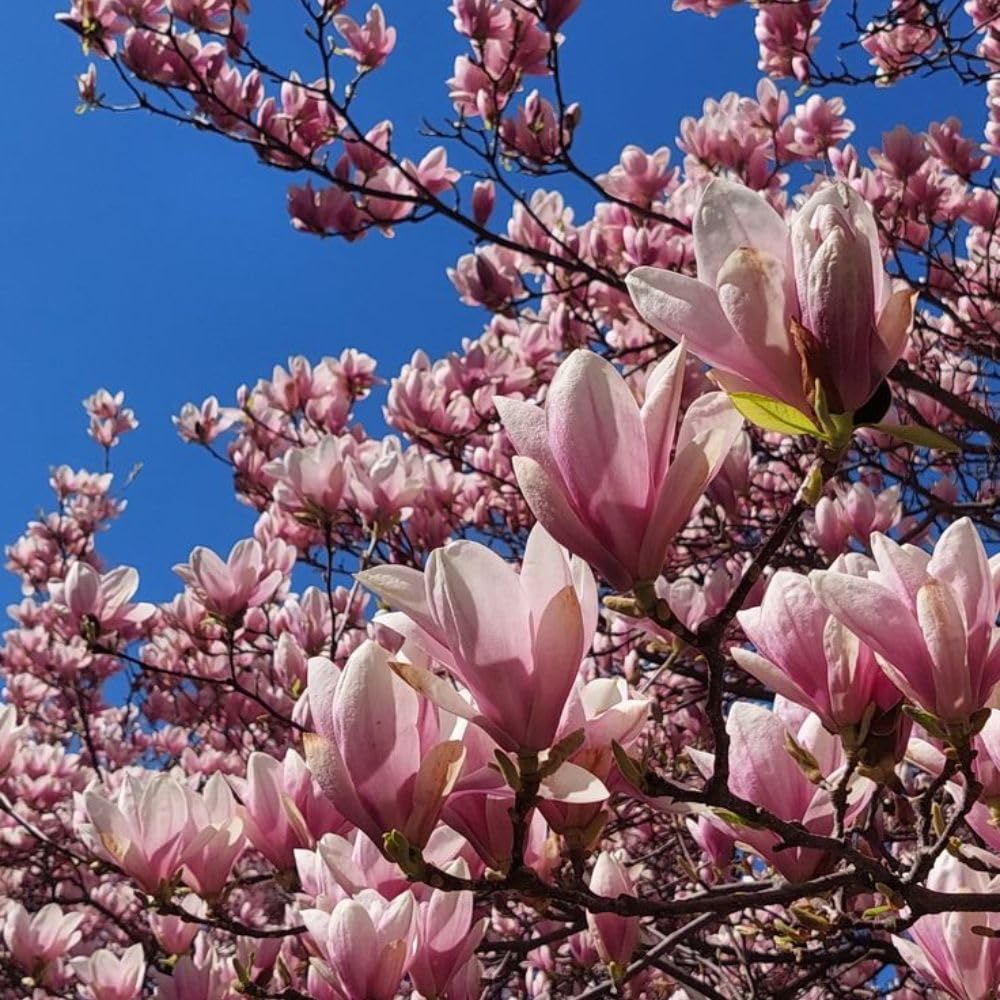 Jane Magnolia Live Plant 2-3 Feet Tall in 3 Gallon Pot, Pink Flowering Magnolia Tree for Outdoor Garden, No Ship to CA