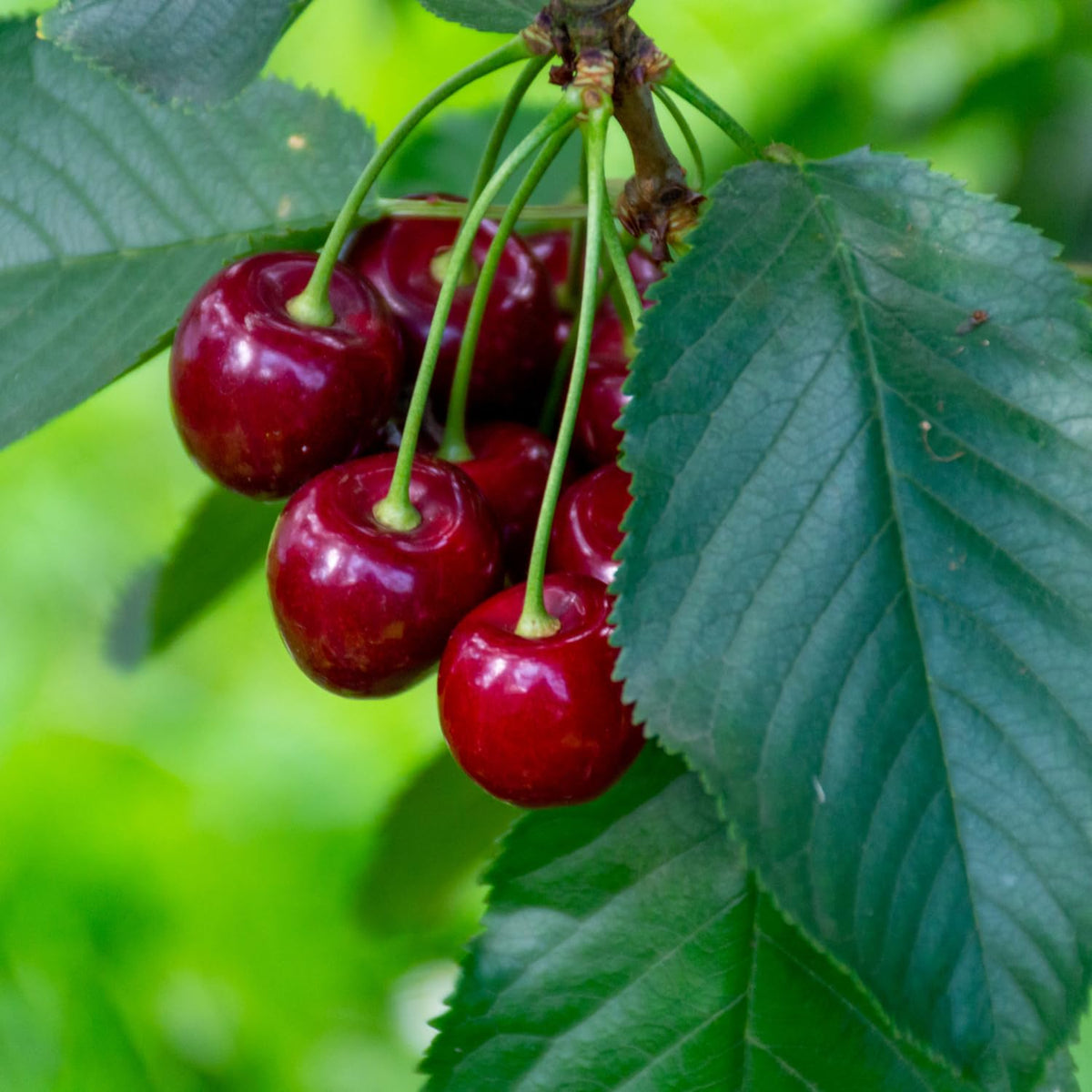 Red Cherry Tree Live Plant, 2-3 Feet Tall, Bare Root, Cold Hardy Sweet Red Cherry Fruit Tree Live Plants for Planting Outdoor Home Garden