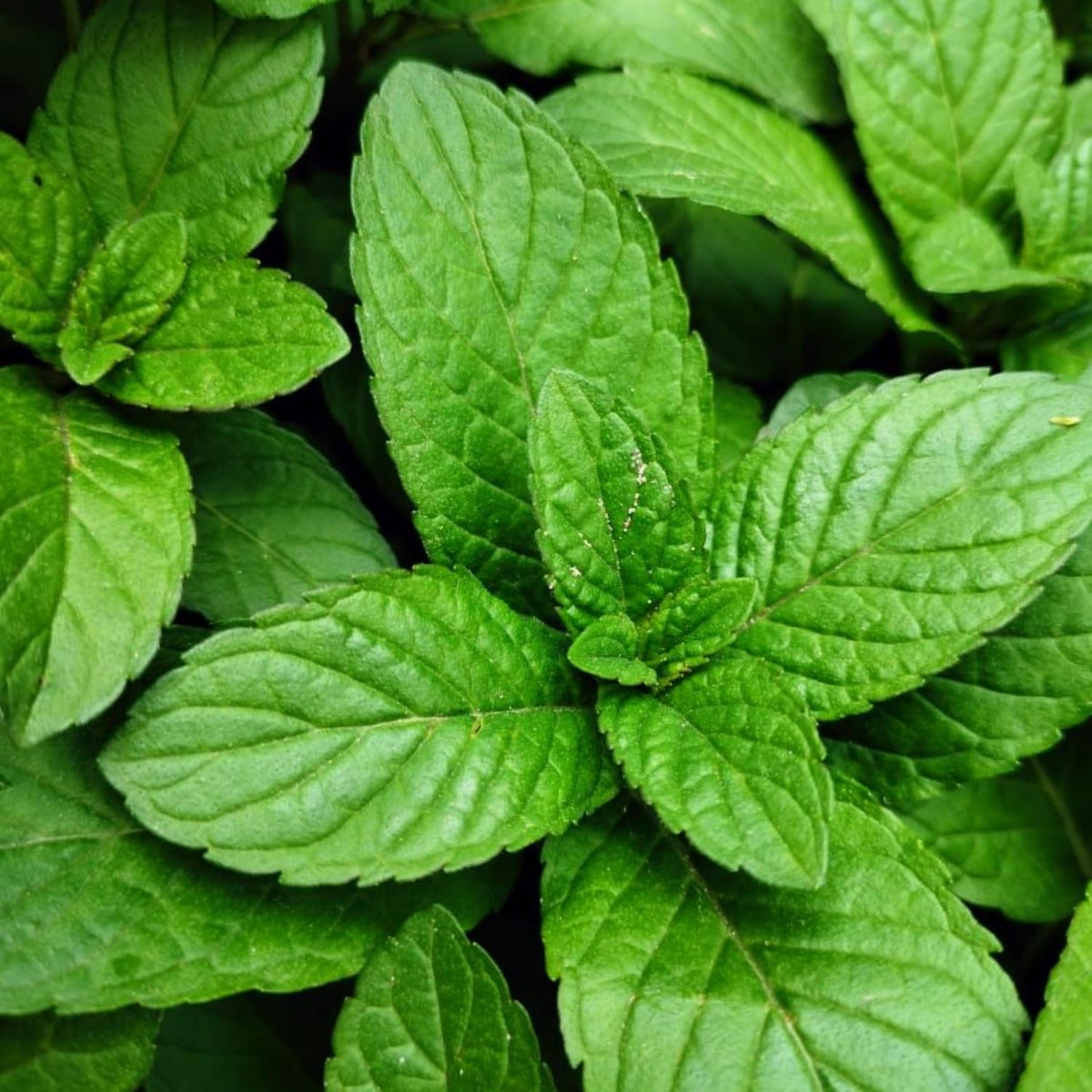 Set of 4 Peppermint Live Plants, Well Rooted Mint Herbs Plants 4-7 Inches, Fragrant Leaves, Outdoor or Container Growing