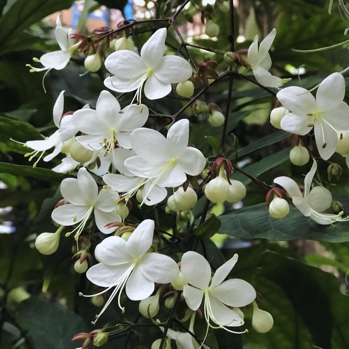 Clerodendrum Plant, Clerodendrum Wallichii Smithianum Plant in 3 Gallon Pot, 1-2 Ft Tall Fragrant Light Bulb Chain of Glory Flowers Vine Bush, Well Rooted