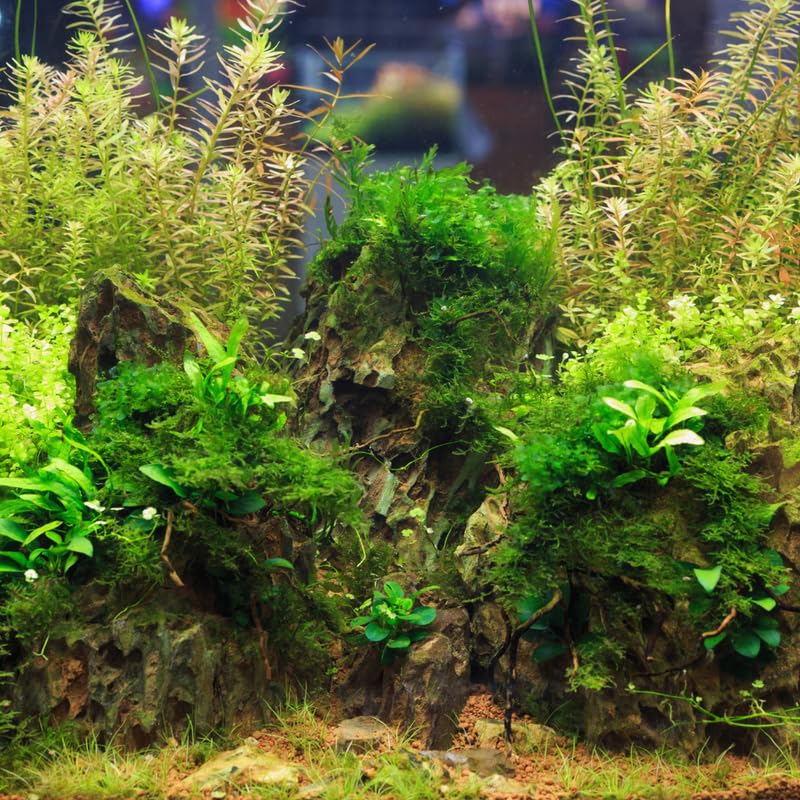 Green Water Wisteria Aquatic Plants Live Bundle, 4-6 Inc