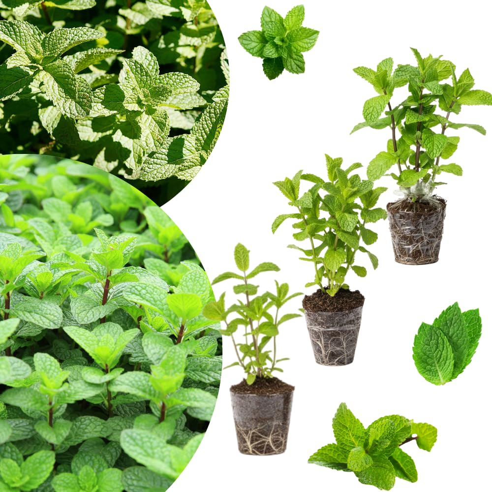 Set of 3 Mixed Mint Plants Live, Variegated Mint Herbs 4-6 Inches Tall, Peppermint, Spearmint, Chocolate Mint Or Mojito Mint