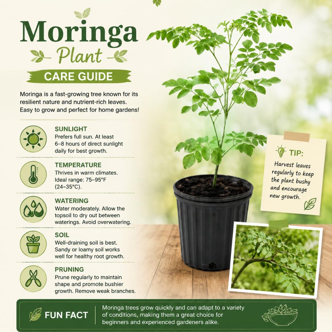 Live Moringa Tree Plant for Outdoor Growing, Moringa Oleifera Plant, Hardy Drumstick Tree Ready to Grow in 1 Gallon Pot