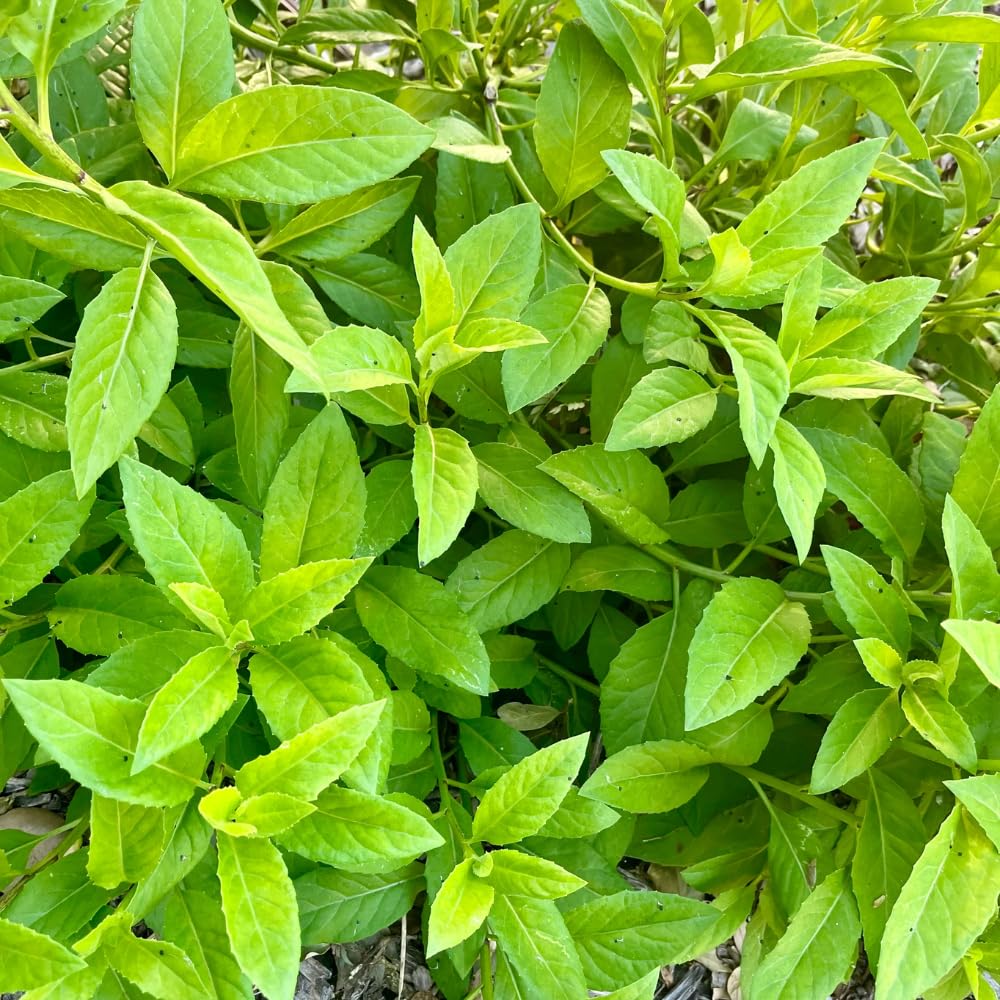 2 Longevity Spinach Plants, Live Spinach Herb Plants, 4-6 Inches