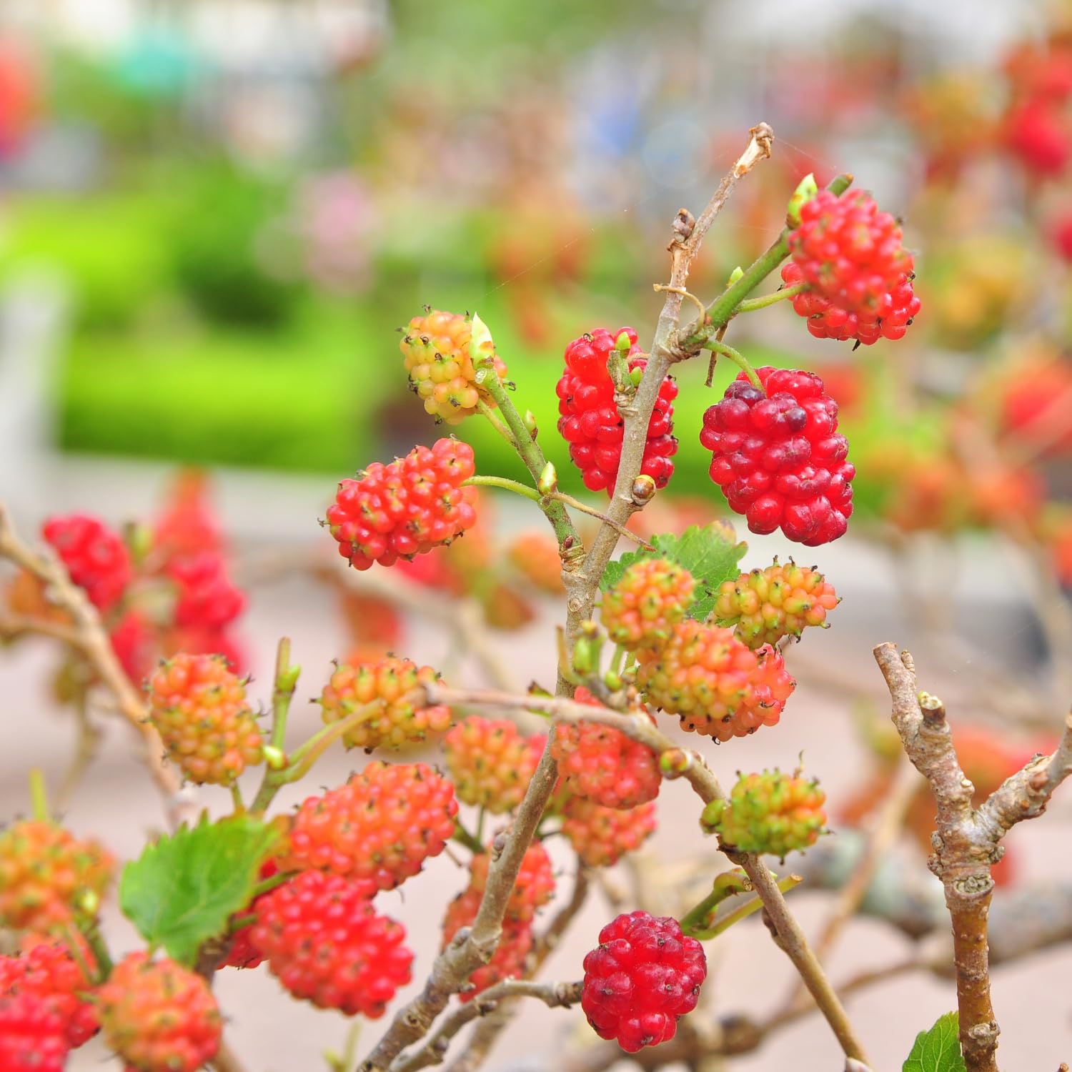 Red Mulberry Trees 6-8 Inches Tall Starter Plants - Edible Mulberries Fruit to Grow Outdoor - Sweet Mulberry Plants Live for Planting