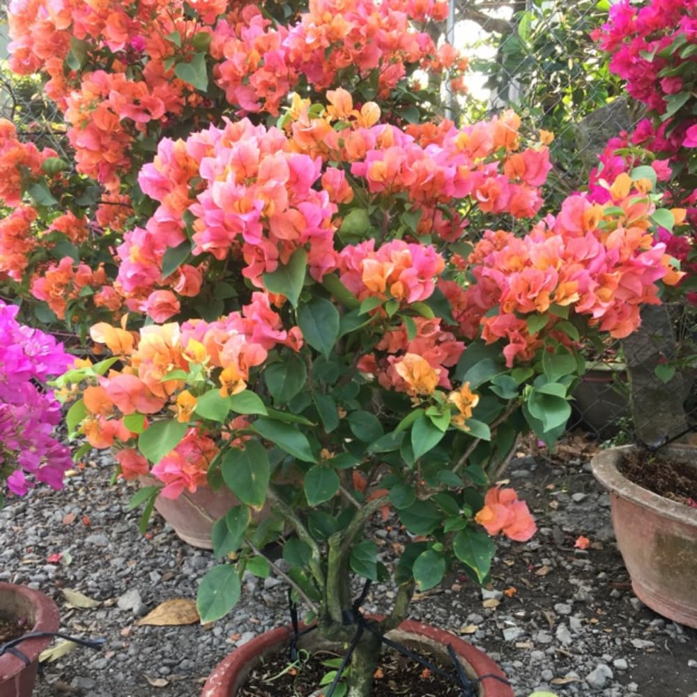 Set of 2 Bougainvillea Plants, Tropical Flowering Bougainvillea, Colorful Perennial Blooms, 5-8 Inches Tall for Indoor or Outdoor Planting (Orange Bougainvillea)