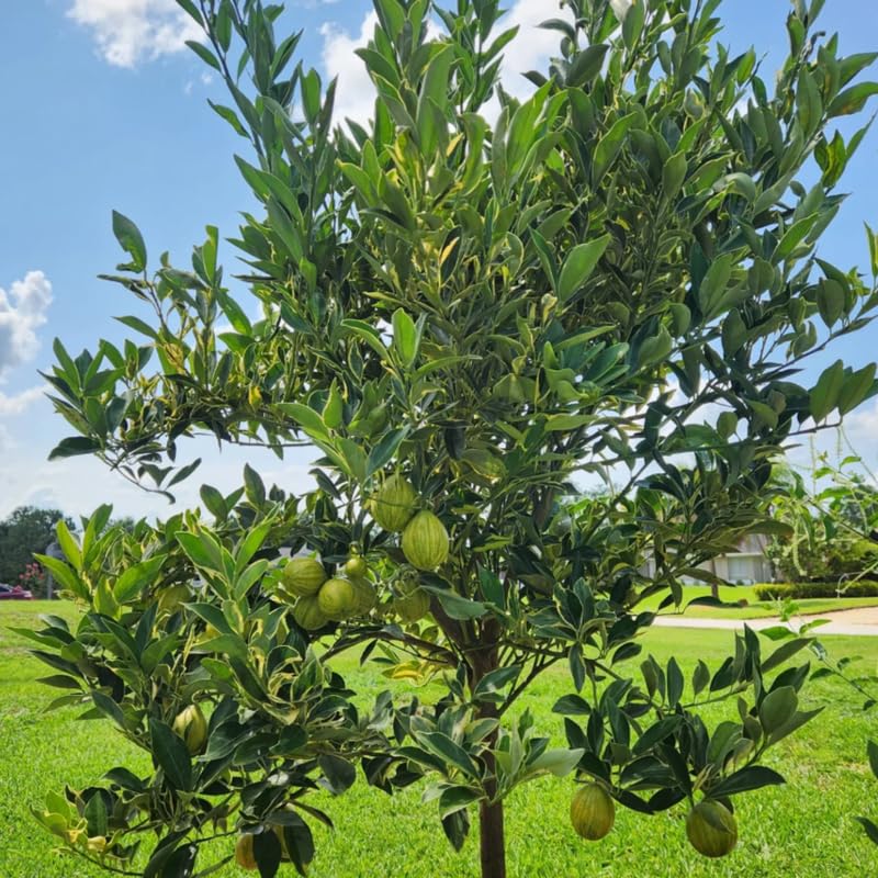 Variegated Kumquat Live Tree in 3 Gallon Pot, Citrus Fruit Plant 1–3 Ft Tall, Ideal for Patio Growing, No Ship to CA