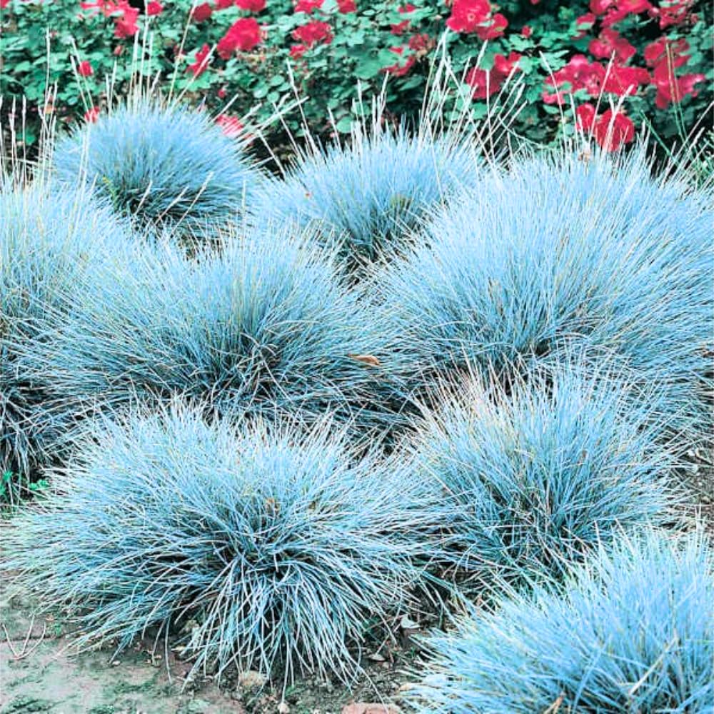 1 Blue Fescue Grass Plant Live, 5-9 Inch Height, Ornamental Grass Live Plant, Blue Grass Seedings Ready to Grow
