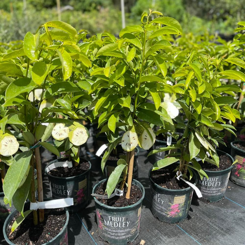 Soursop Tree Live Plant in Pot, 2 to 3 Feet Tall Sweet Soursop Plant, Guanabana Soursop Fruits Plant, Tropical Fruit Tree, No Ship to CA