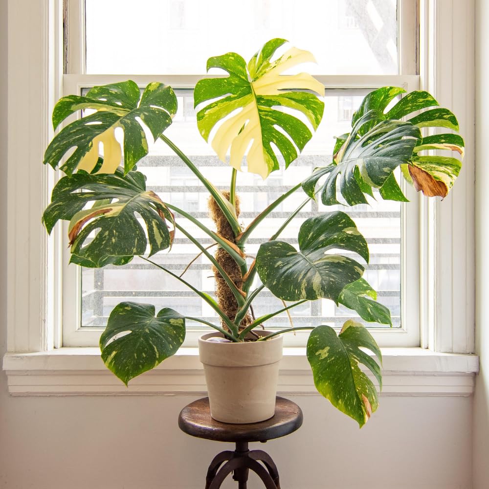 Variegated Monstera Live Plant, Rare Monstera House Plants Indoor, Well Rooted Starter Plant 4-7 Inches