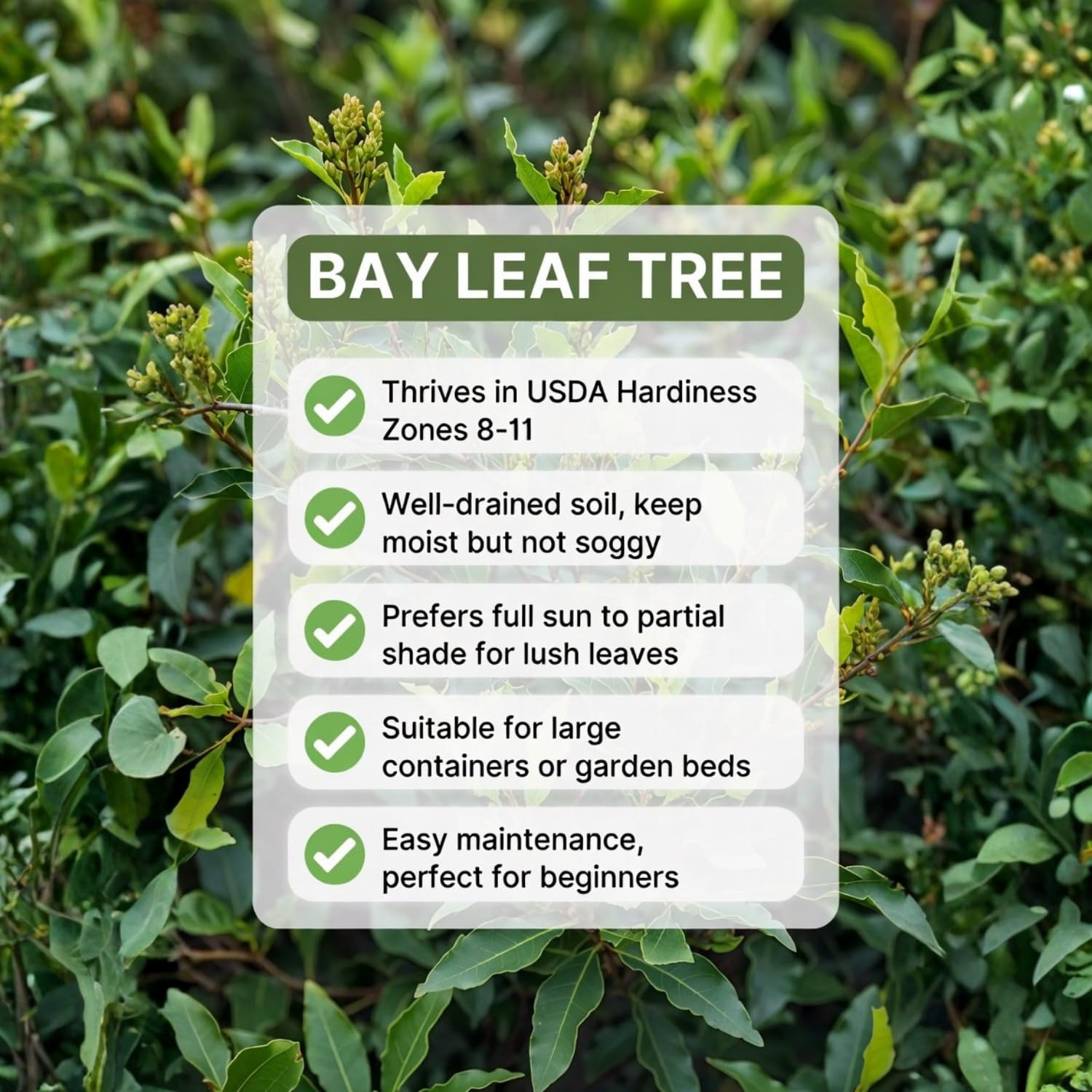 2 Bay Leaf Laurel Plants, Well Rooted Sweet Bay Leaf Tree 4-7 Inches, Laurus Nobilis, Fresh Culinary Herb for Garden and Containers