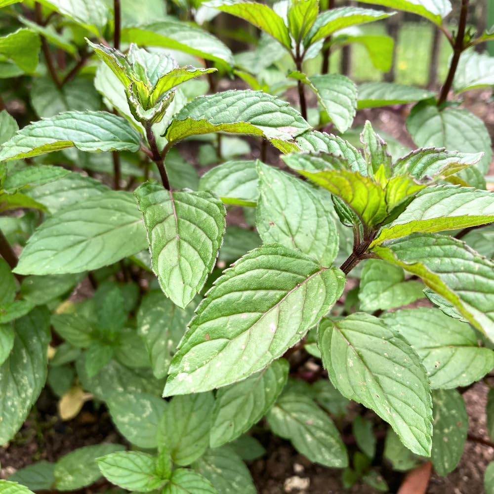 Pack 3 Chocolate Mint Plants Live, Chocolate Mint Herbs for Planting Indoor Outdoor, Well Rooted Starter Plants, 4-6" Tall