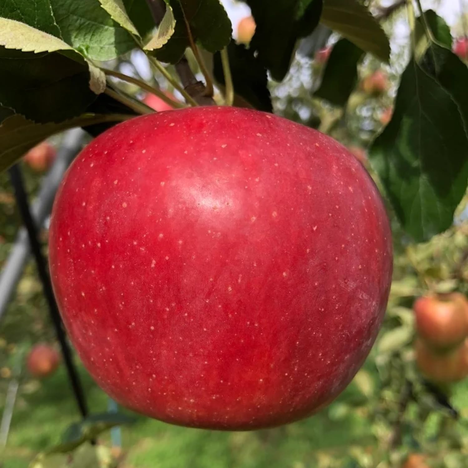 Apple Plant Live, Red Apple Tree Live Plant for Home Orchard, 2 Feet Tall, Tropical Fruit Plant for Gardening