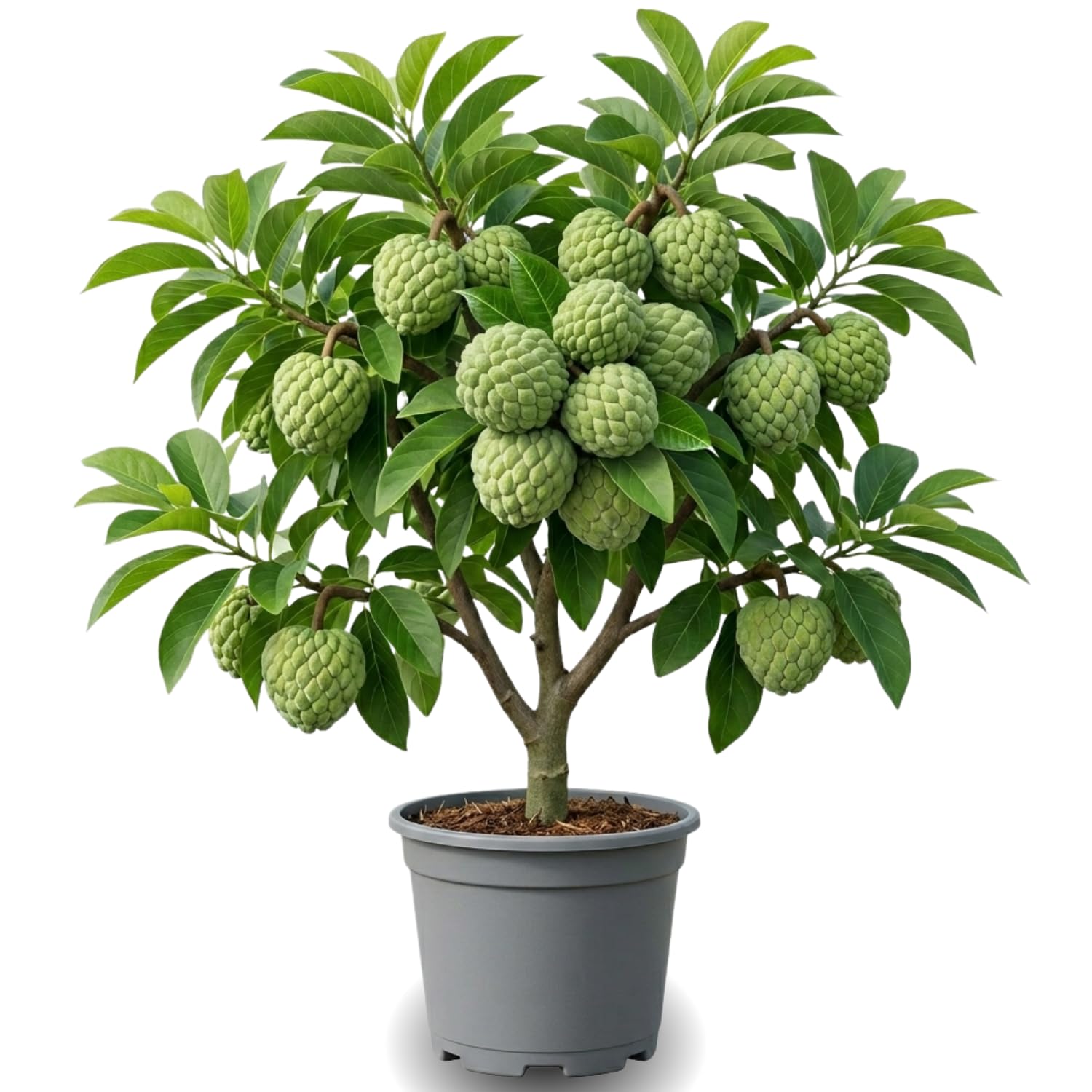 Green Sugar Apple Tree Live Plant, 2-3 Feet Tall in 3 Gallon Pot for Container and Outdoor Planting, No CA