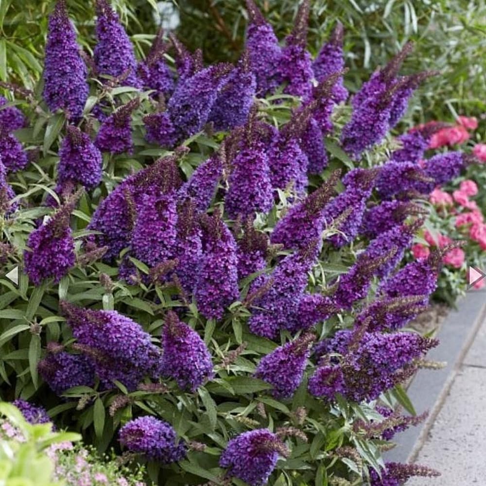 Butterfly Bush Live Plant 4-8 Inches, Fragrant Butterfly Bush Flowering Shrub Well Rooted, Outdoor Garden Planting (Deep Purple)