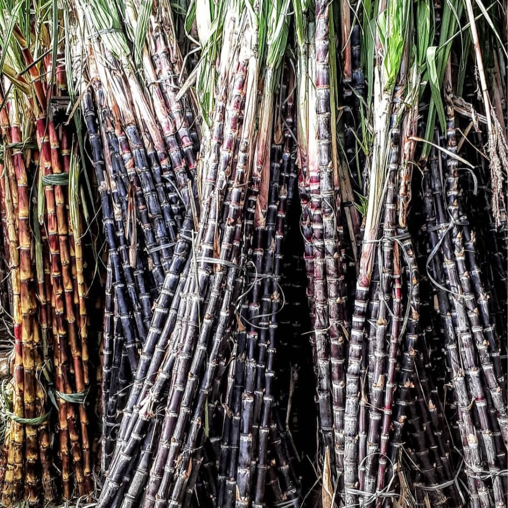 10 Cuttings Sugar Cane Plants Live, Ready for Spring Planting, Can Sugar Plant Fast Growing, 2 to 3 Inches, Ideal for Growing Sweet, Fresh Sugar Cane (Purple)