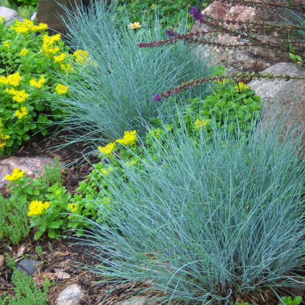 1 Blue Fescue Grass Plant Live, 5-9 Inch Height, Ornamental Grass Live Plant, Blue Grass Seedings Ready to Grow