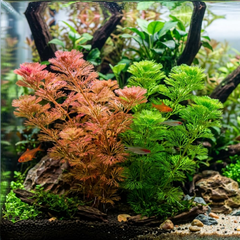 Green Cabomba Live Plant, 1 Bundle, Aquarium Plant