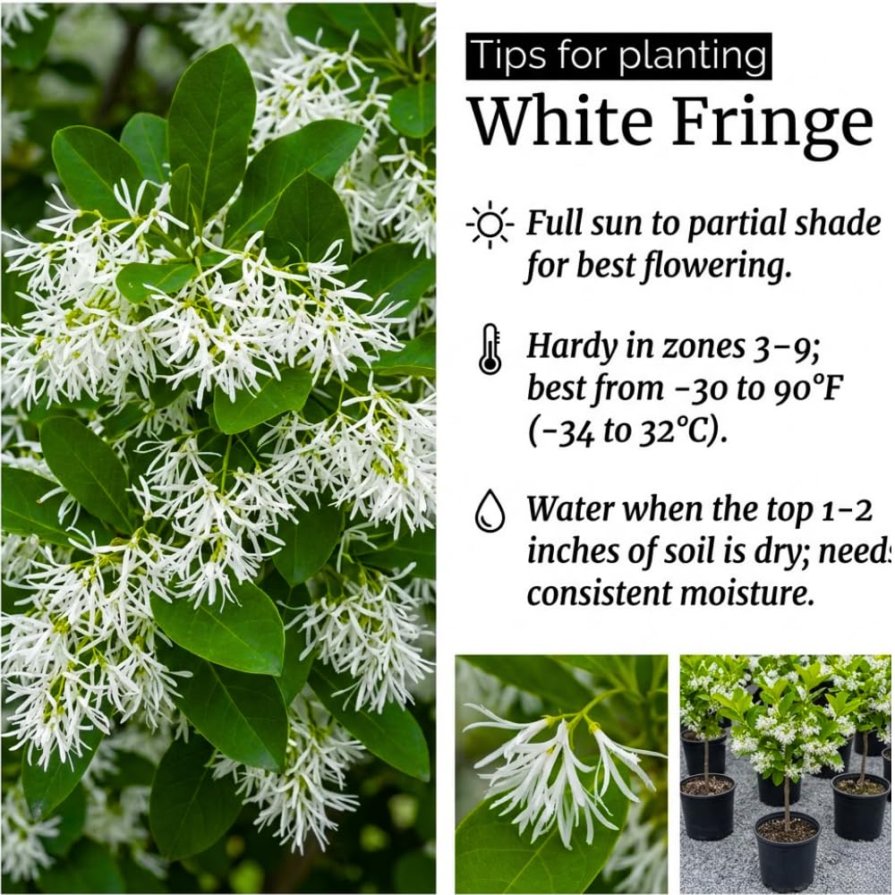 Set 2 White Fringe Bare Roots, Fringe Tree Live for Planting, 16-20 Inc Tall, Hardy Ornamental Trees for Outdoor Garden