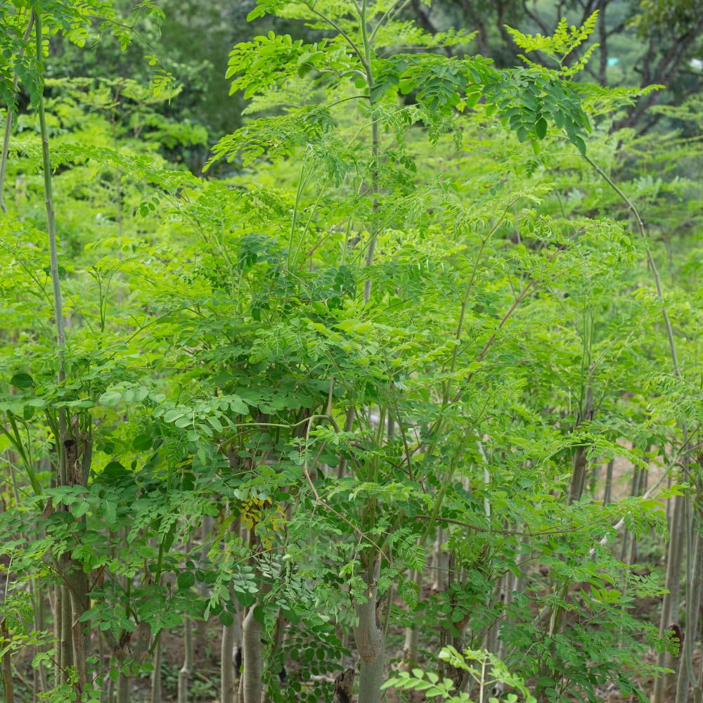 Moringa Tree Plant Live, 1-2 Years Old Moringa Oleifera Plant, Fast Growing Drumstick Tree for Outdoor Planting, 1-2 Feet Tall in 1 Gallon Pot, No Ship to CA
