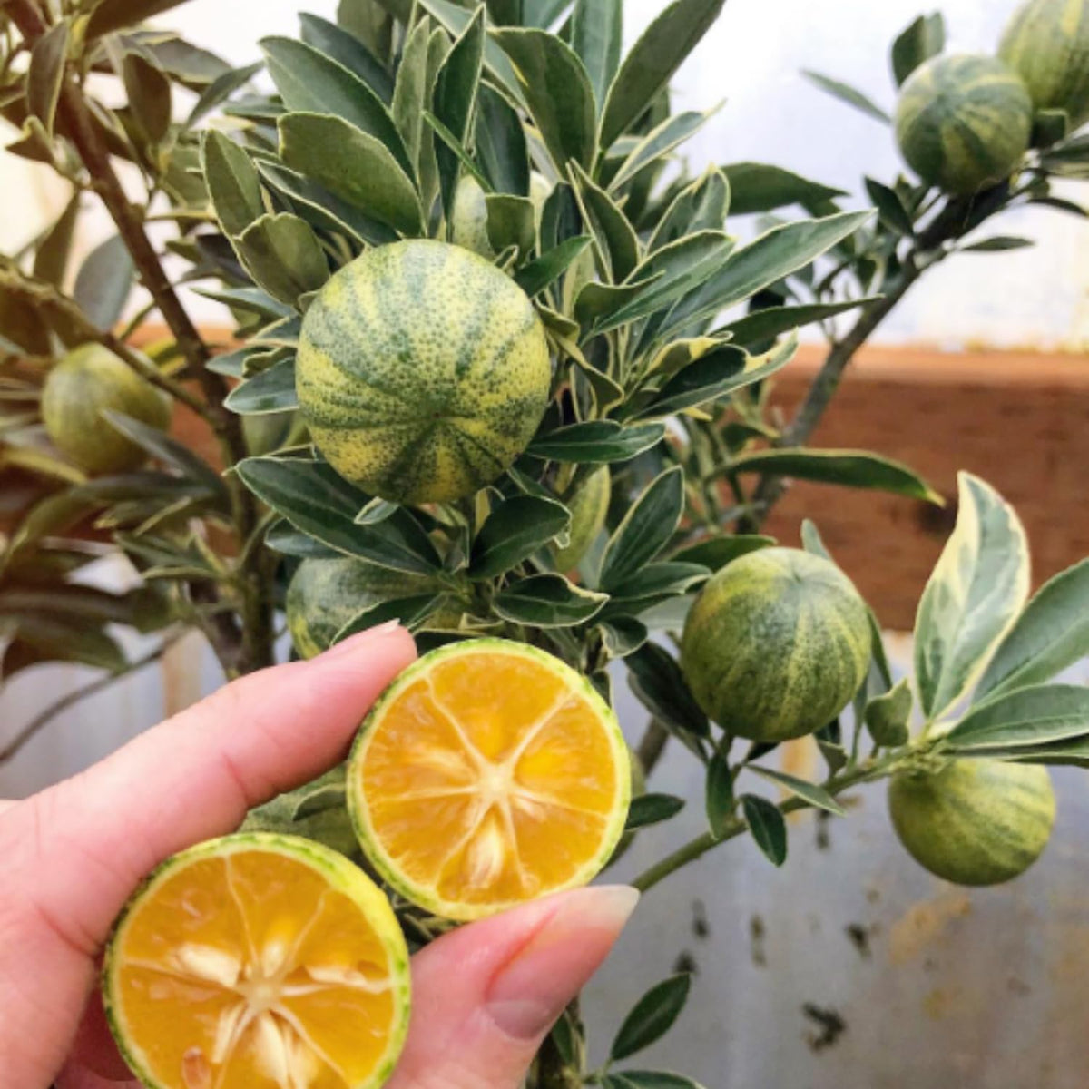 Variegated Kumquat Tree Live Plant in 5 Gallon Pot, Decorative Citrus Tree, Fruit-Bearing Kumquat for Patio or Outdoor Planting