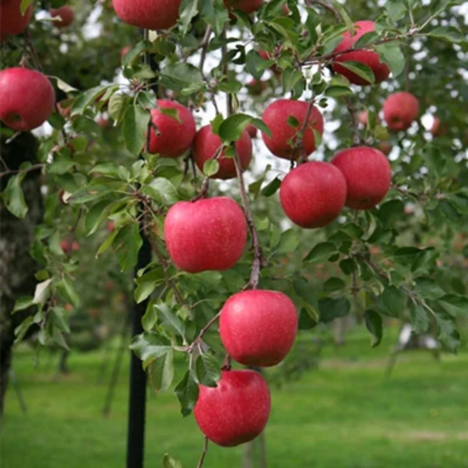 Apple Plant Live, Red Apple Tree Live Plant for Home Orchard, 2 Feet Tall, Tropical Fruit Plant for Gardening