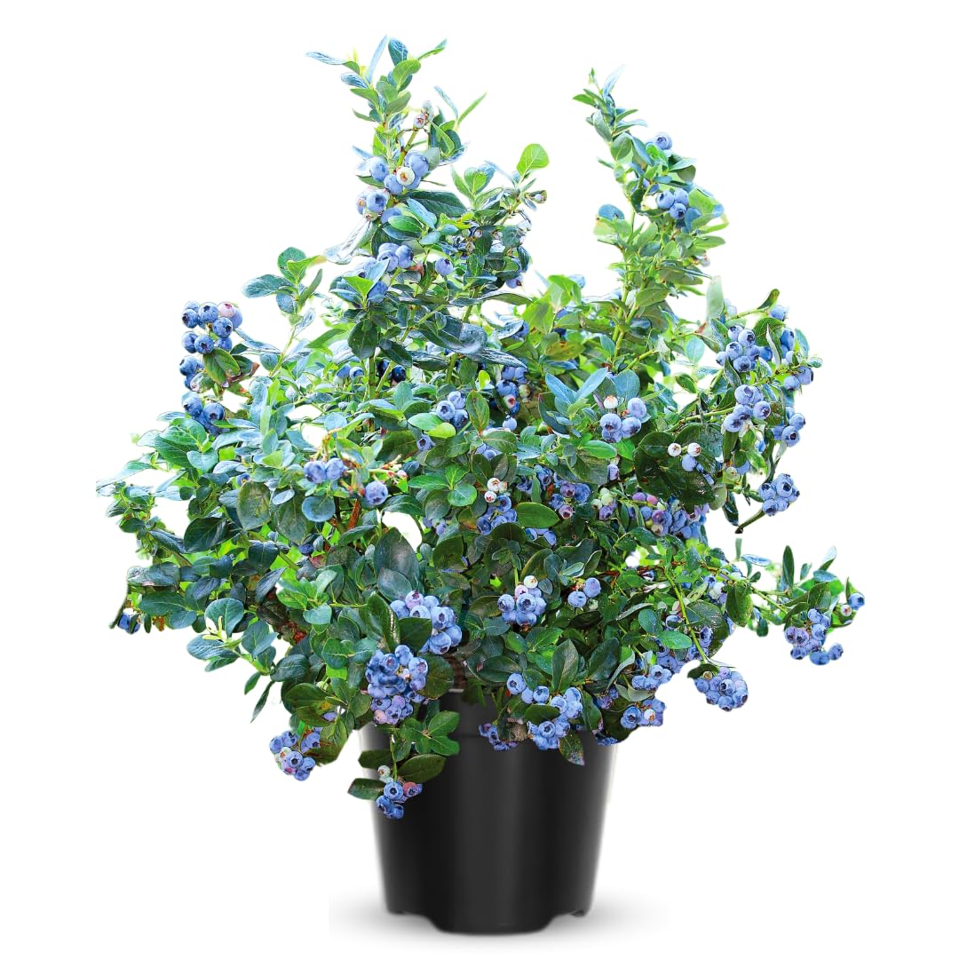 Fruit-Bearing Prince Blueberry Bush Tree Live Plant, 2 Years Old 1-2 Feet Tall in 1 Gallon Pot, Blueberries Plants, High Yielding, Ready to Harvest, No CA