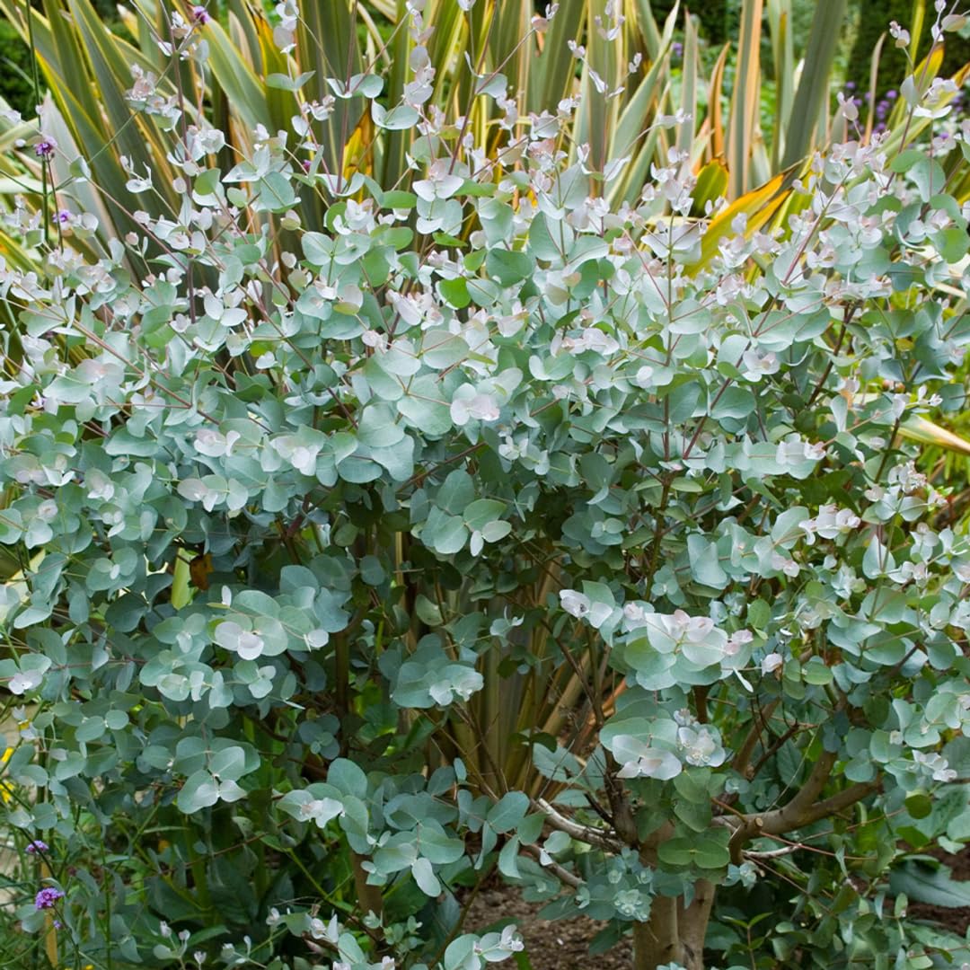 Combo 2 Silverdrop Eucalyptus Bush Plant Live Starter Plugs, 3 to 5 Inc Tall, No Pot, Eucalyptus Tree for Outdoor Planting, Fragrant, Zones 8-11