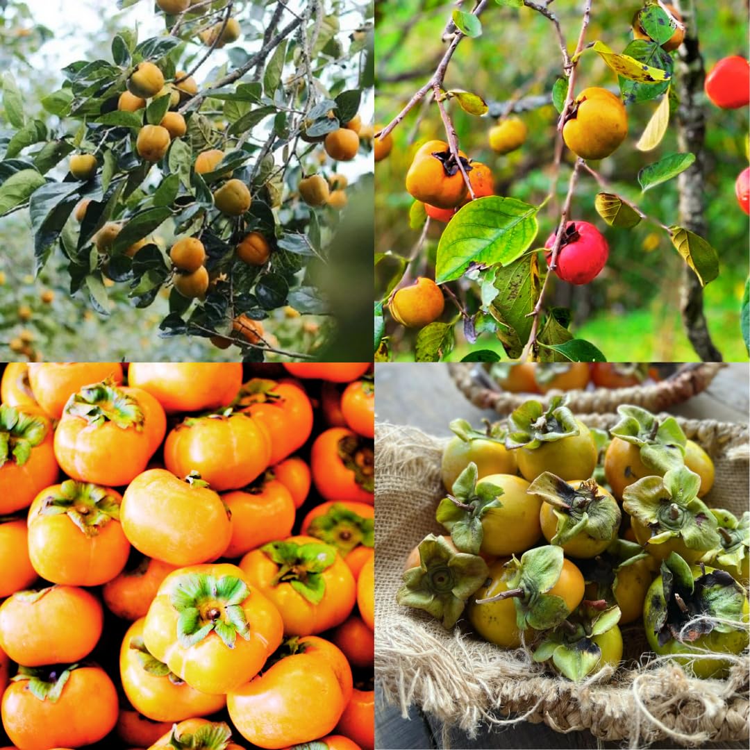 Set 2 Persimmon Tree Live Plant Bare Roots, 12 to 20 Inches Tall, Cold Hardy Fruit Persimmon Plant