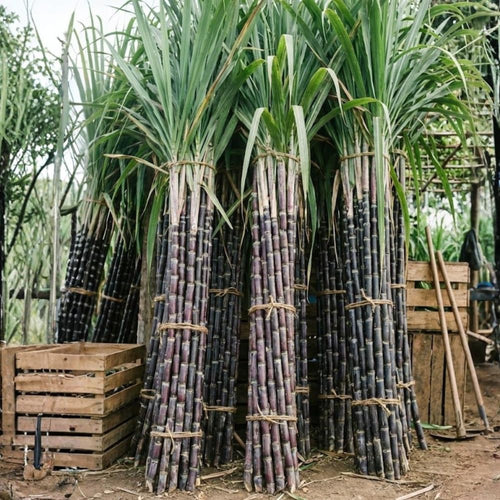 10 Cuttings Sugar Cane Plants Live, Ready for Spring Planting, Can Sugar Plant Fast Growing, 2 to 3 Inches, Ideal for Growing Sweet, Fresh Sugar Cane (Purple)