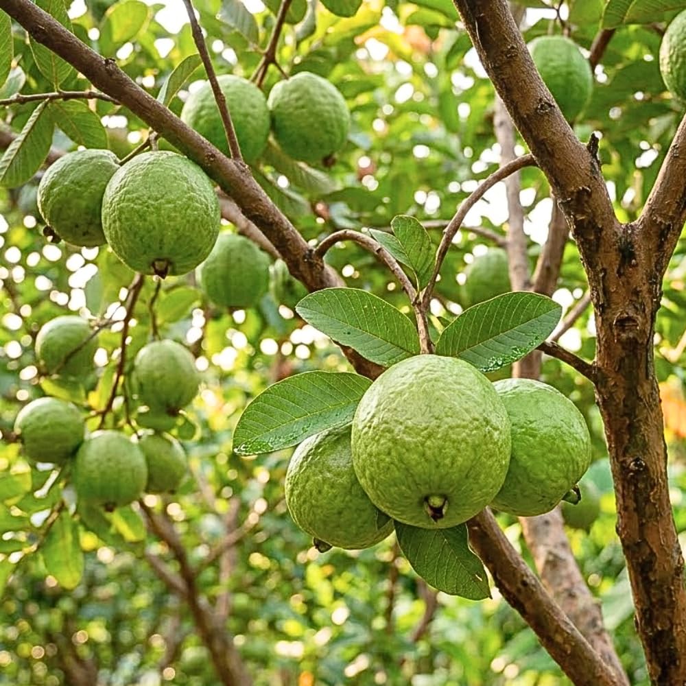 Red Guava Tree Live Plant, Tropical Guava Fruit Tree for Planting, Sweet Fruit, 2-3' Tall in 3 Gallon Pot, No Ship to CA